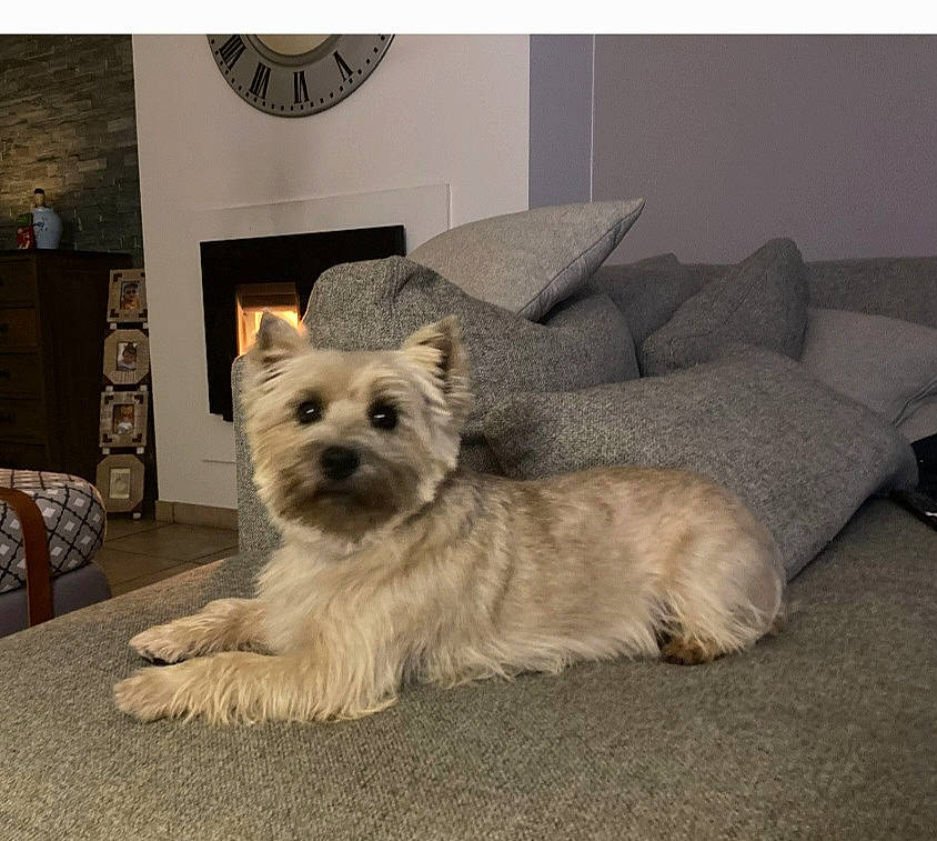 Schott participe au concours pour gagner de l'argent avec cette photo : canidae, carnivore, comfort, companion_dog, couch, dog, dog_breed, dog_supply, flooring, fur, living_room, non_sporting_group, picture_frame, sleeper_chair, small_terrier, snout, sporting_group, terrier, toy_dog, working_animal