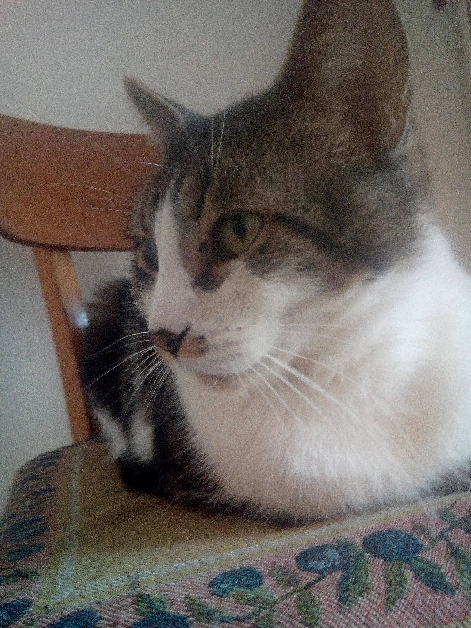 Minouch a rejoint le concours — aidez-le/la à gagner de superbes lots ! aegean_cat, carnivore, cat, domestic_short_haired_cat, european_shorthair, felidae, kitten, mammal, small_to_medium_sized_cats, whiskers