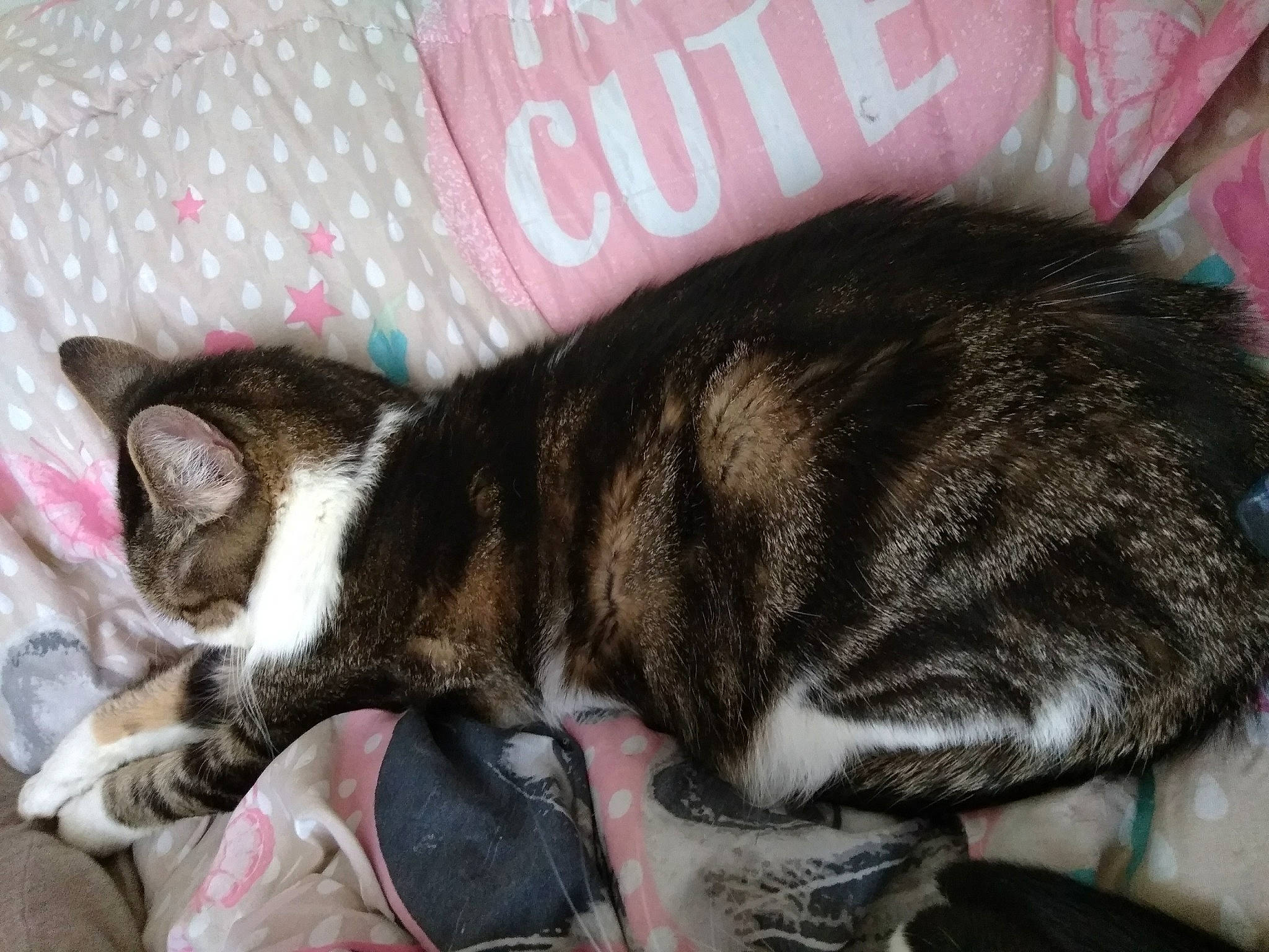 Minouch participe au concours pour gagner de l'argent avec cette photo : american_shorthair, asian, carnivore, cat, claw, domestic_short_haired_cat, dragon_li, ear, european_shorthair, felidae, fur, kitten, mammal, nap, paw, sleep, small_to_medium_sized_cats, tabby_cat, tail, whiskers