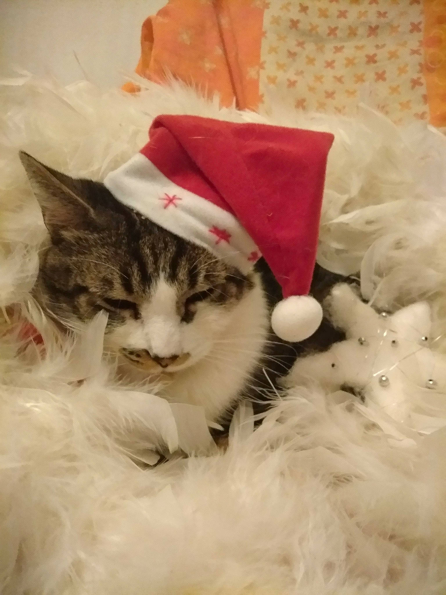 Minouch a rejoint le concours — aidez-le/la à gagner de superbes lots ! aegean_cat, american_shorthair, asian, carnivore, cat, domestic_short_haired_cat, european_shorthair, felidae, fur, kitten, norwegian_forest_cat, paw, polydactyl_cat, small_to_medium_sized_cats, tabby_cat, tail, whiskers