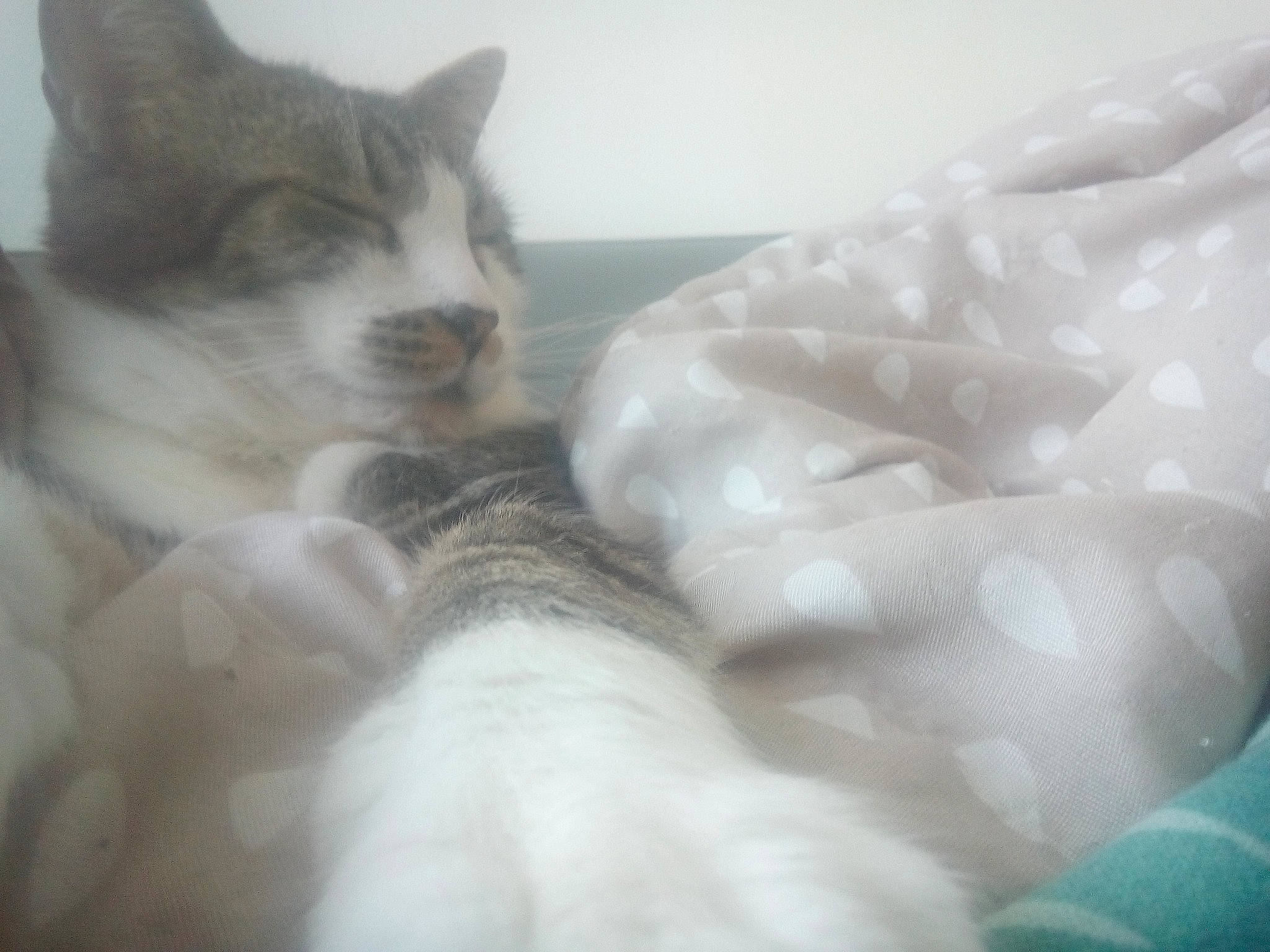 Minouch participe au concours pour gagner de l'argent avec cette photo : aegean_cat, carnivore, cat, domestic_short_haired_cat, ear, felidae, fur, kitten, norwegian_forest_cat, nose, paw, polydactyl_cat, ragdoll, sky, small_to_medium_sized_cats, tail, turkish_angora, turkish_van, whiskers, white