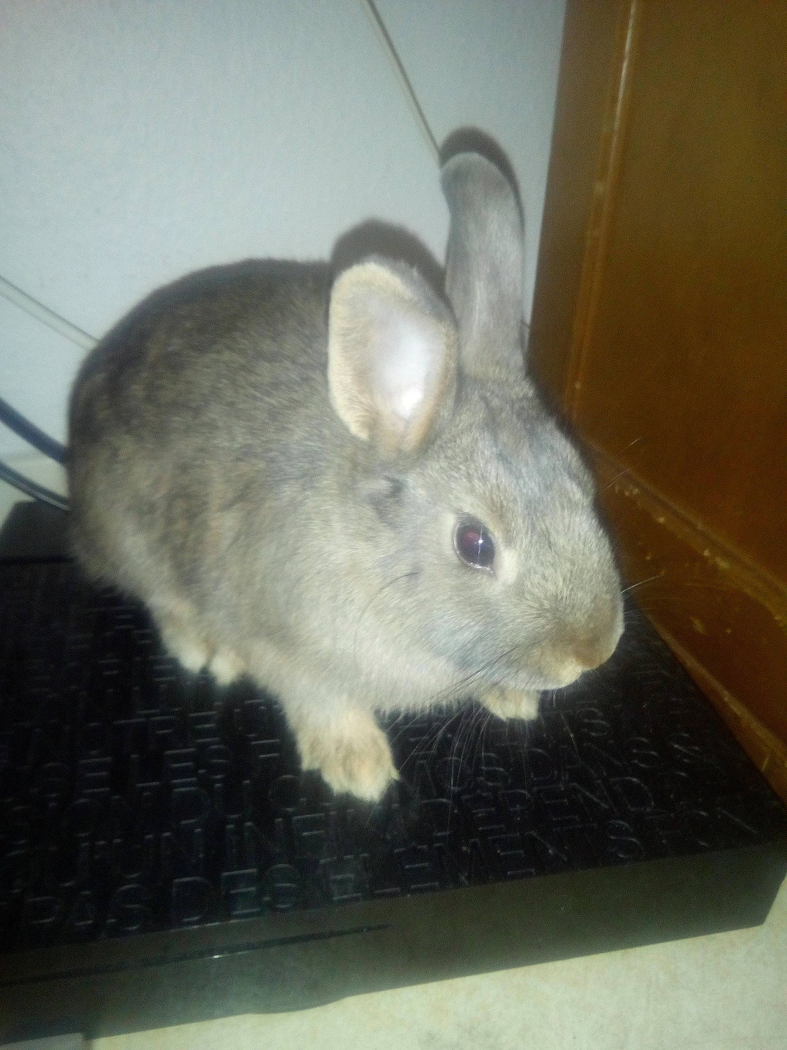 Tagada a rejoint le concours — aidez-le/la à gagner de superbes lots ! chinchilla, degu, domestic_rabbit, ear, fawn, hare, mammal, muridae, rabbit, rabbits_and_hares, rat, rodent, snout, snowshoe_hare, vertebrate, whiskers