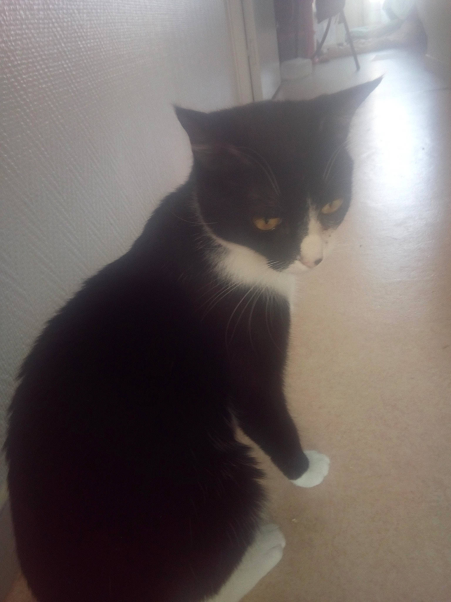 Minet a rejoint le concours — aidez-le/la à gagner de superbes lots ! black, black_and_white, black_cat, carnivore, cat, domestic_short_haired_cat, european_shorthair, felidae, fur, kitten, polydactyl_cat, small_to_medium_sized_cats, tail, whiskers