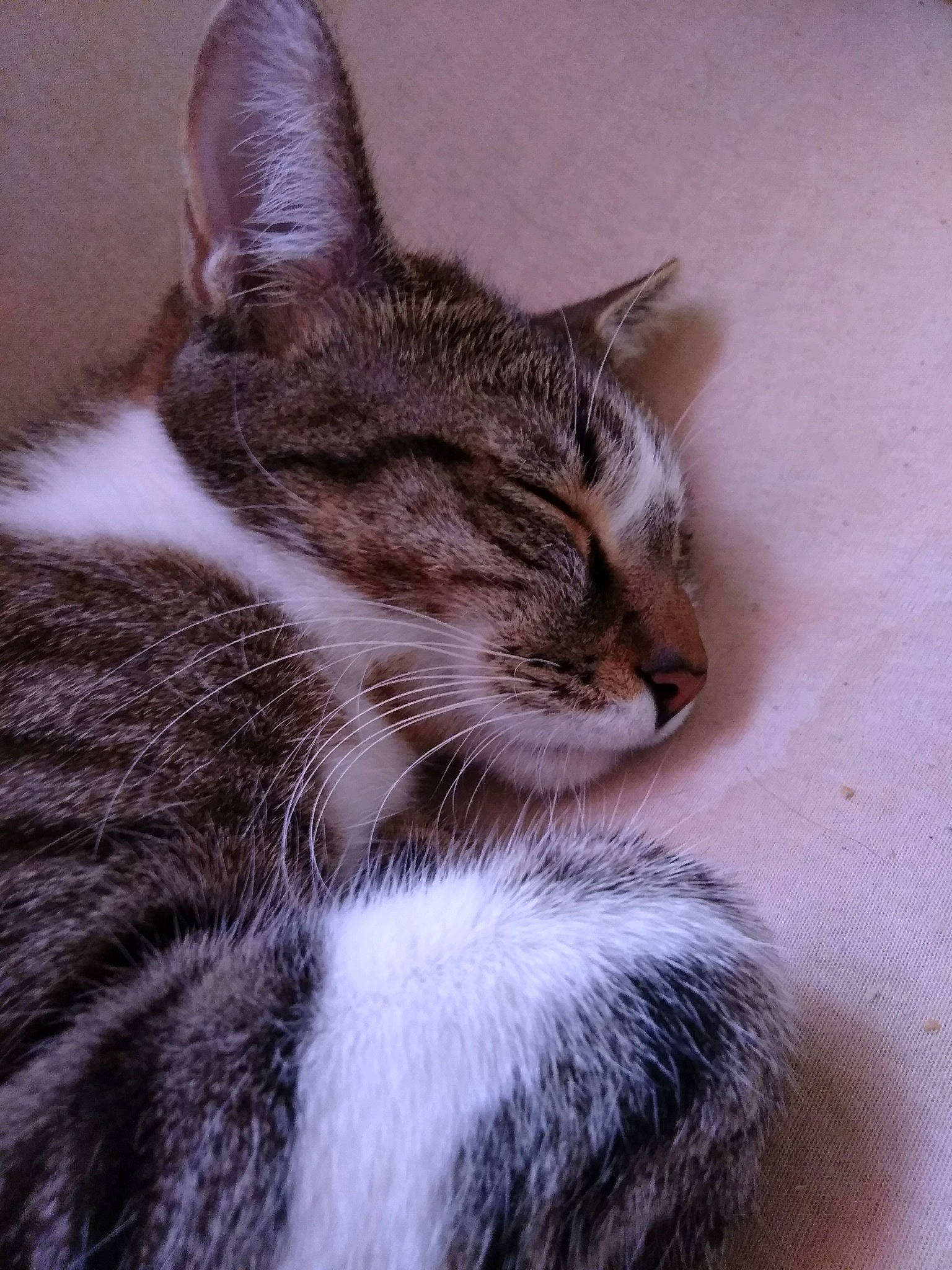 Prince participe au concours pour gagner de l'argent avec cette photo : aegean_cat, american_wirehair, asian, carnivore, cat, domestic_short_haired_cat, dragon_li, european_shorthair, felidae, fur, kitten, mammal, small_to_medium_sized_cats, snout, tabby_cat, whiskers