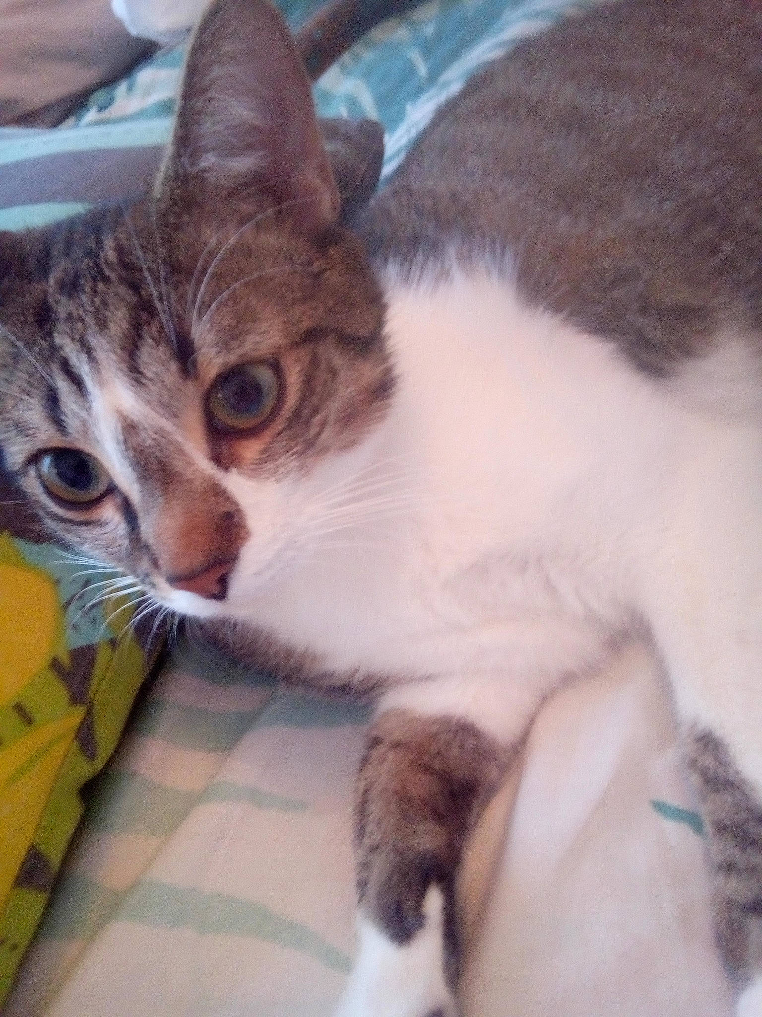 Prince a rejoint le concours — aidez-le/la à gagner de superbes lots ! aegean_cat, american_wirehair, asian, carnivore, cat, domestic_short_haired_cat, european_shorthair, eye, fawn, felidae, fur, german_rex, kitten, leg, polydactyl_cat, small_to_medium_sized_cats, tabby_cat, whiskers