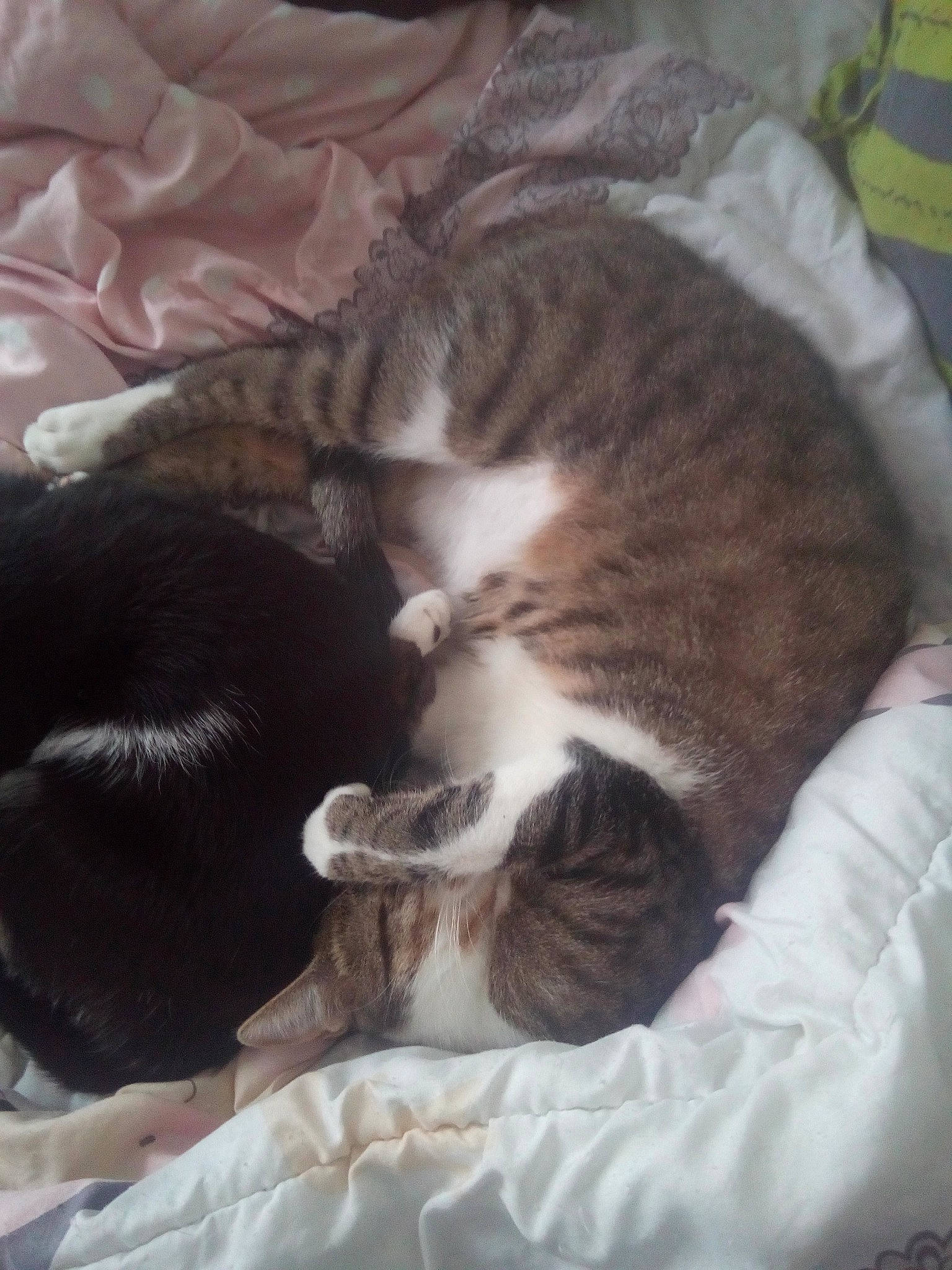 Prince a rejoint le concours — aidez-le/la à gagner de superbes lots ! bed, carnivore, cat, comfort, domestic_short_haired_cat, european_shorthair, felidae, fur, kitten, nap, norwegian_forest_cat, sleep, small_to_medium_sized_cats, tabby_cat, tail, whiskers