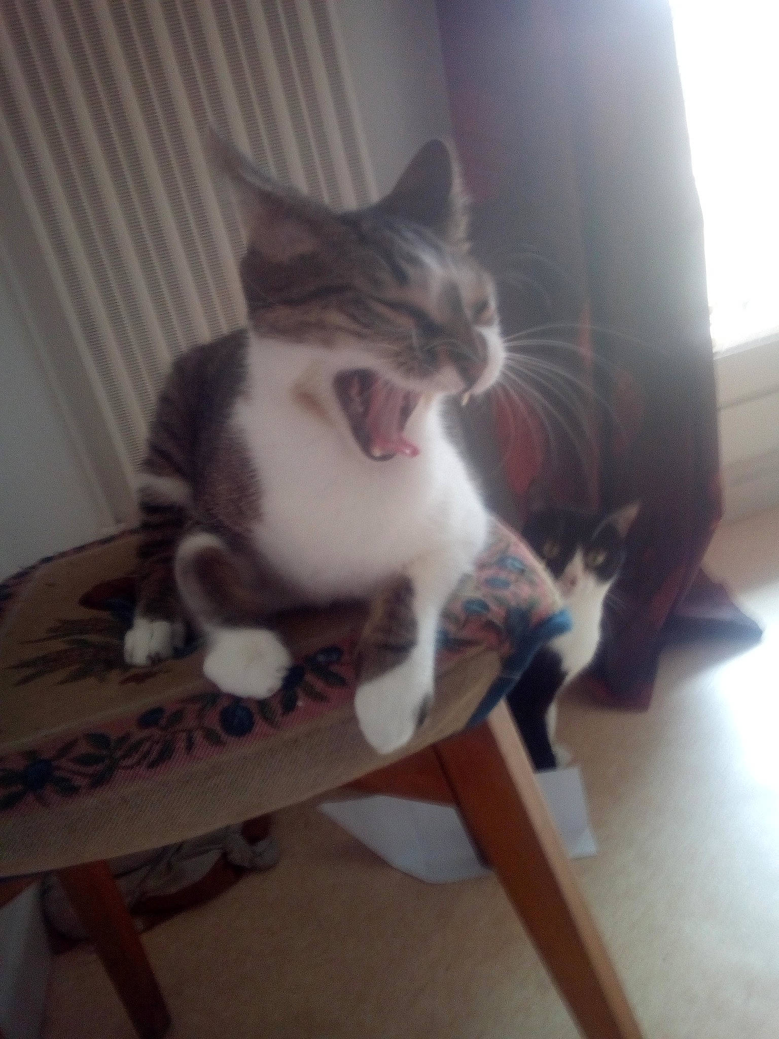 Prince a rejoint le concours — aidez-le/la à gagner de superbes lots ! carnivore, cat, chair, domestic_short_haired_cat, european_shorthair, fawn, felidae, kitten, polydactyl_cat, small_to_medium_sized_cats, tail, whiskers