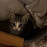 kitten, cat, animal, face, eyes, whiskers, ears, tabby, fur, pet, cute, curious, indoors, blanket, fabric, cozy, carpet, furniture, close_up, portrait