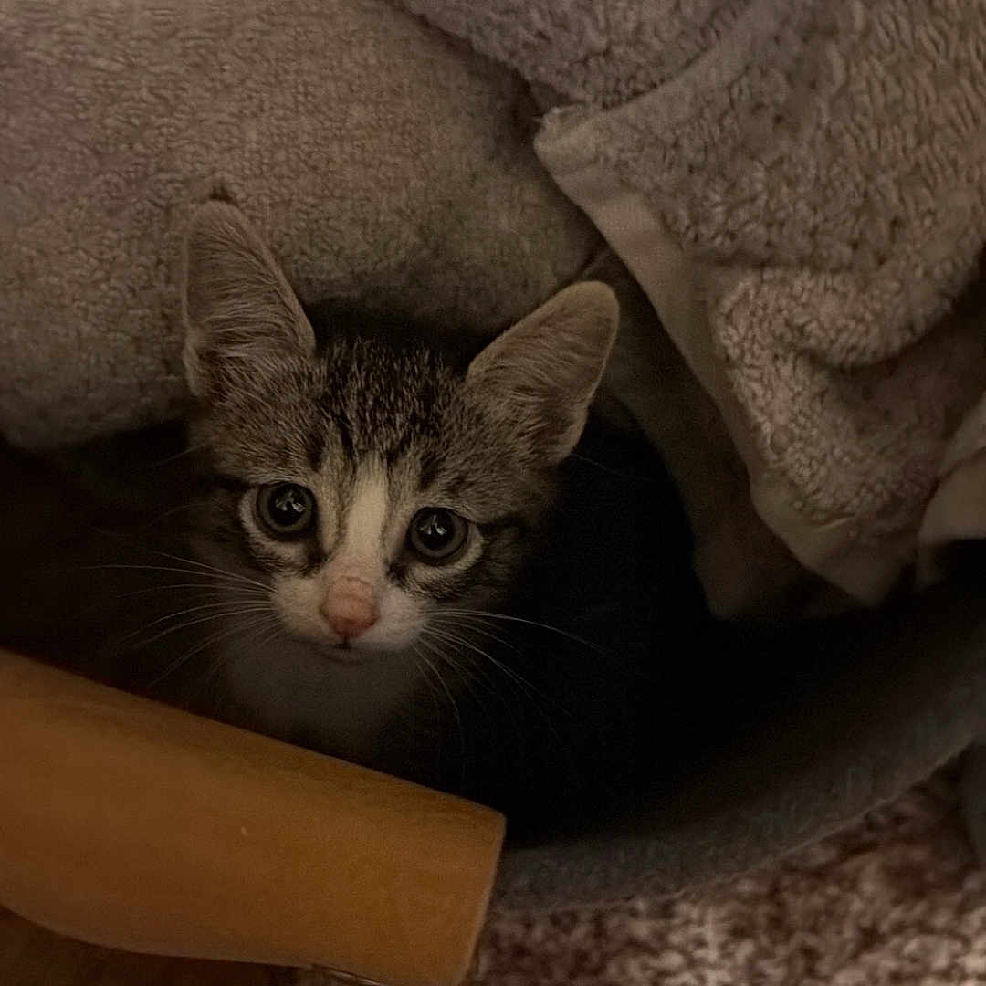 Teetsi is registered to the contest to win money with this photo: kitten, cat, animal, face, eyes, whiskers, ears, tabby, fur, pet, cute, curious, indoors, blanket, fabric, cozy, carpet, furniture, close_up, portrait