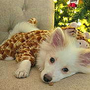 Obi is registered to the contest to win money with this photo: dog, puppy, giraffe_costume, stuffed_animal, christmas_tree, holiday_lights, couch, white_fur, close_up, pet_portrait, sleepy, big_eyes, ears, nose, paw, plush, cozy, festive, soft_texture, home_interior