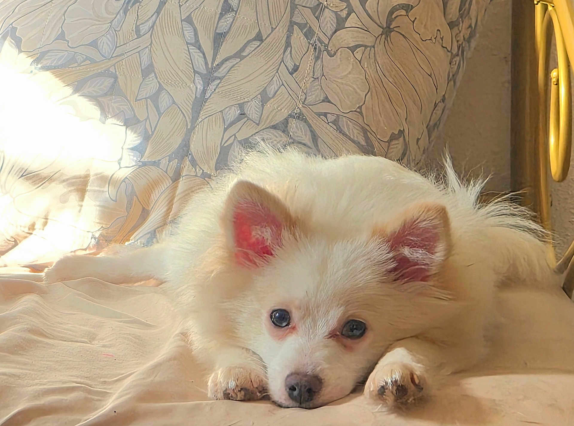 Obi is registered to the contest to win money with this photo: dog, white_dog, fluffy, paws, ears, eyes, nose, bed, blanket, sunlight, patterned_curtain, wallpaper, indoor, resting, portrait, close_up, soft_light, cute, relaxed, fur