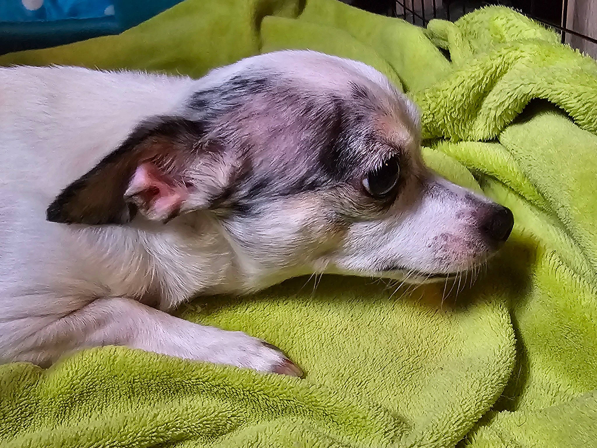 Lovely a rejoint le concours — aidez-le/la à gagner de superbes lots ! canidae, carnivore, comfort, companion_dog, dog, dog_breed, fawn, fur, nap, non_sporting_group, paw, puppy, sleep, snout, sporting_group, terrestrial_animal, toy_dog, whiskers, working_animal