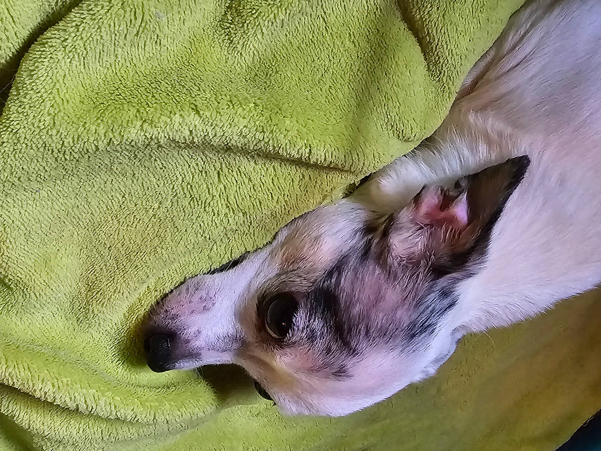 Lovely a rejoint le concours — aidez-le/la à gagner de superbes lots ! canidae, carnivore, comfort, companion_dog, dog, dog_breed, ear, fawn, felidae, foot, fur, liver, paw, small_to_medium_sized_cats, snout, sporting_group, whiskers, working_animal, woven_fabric, wrinkle