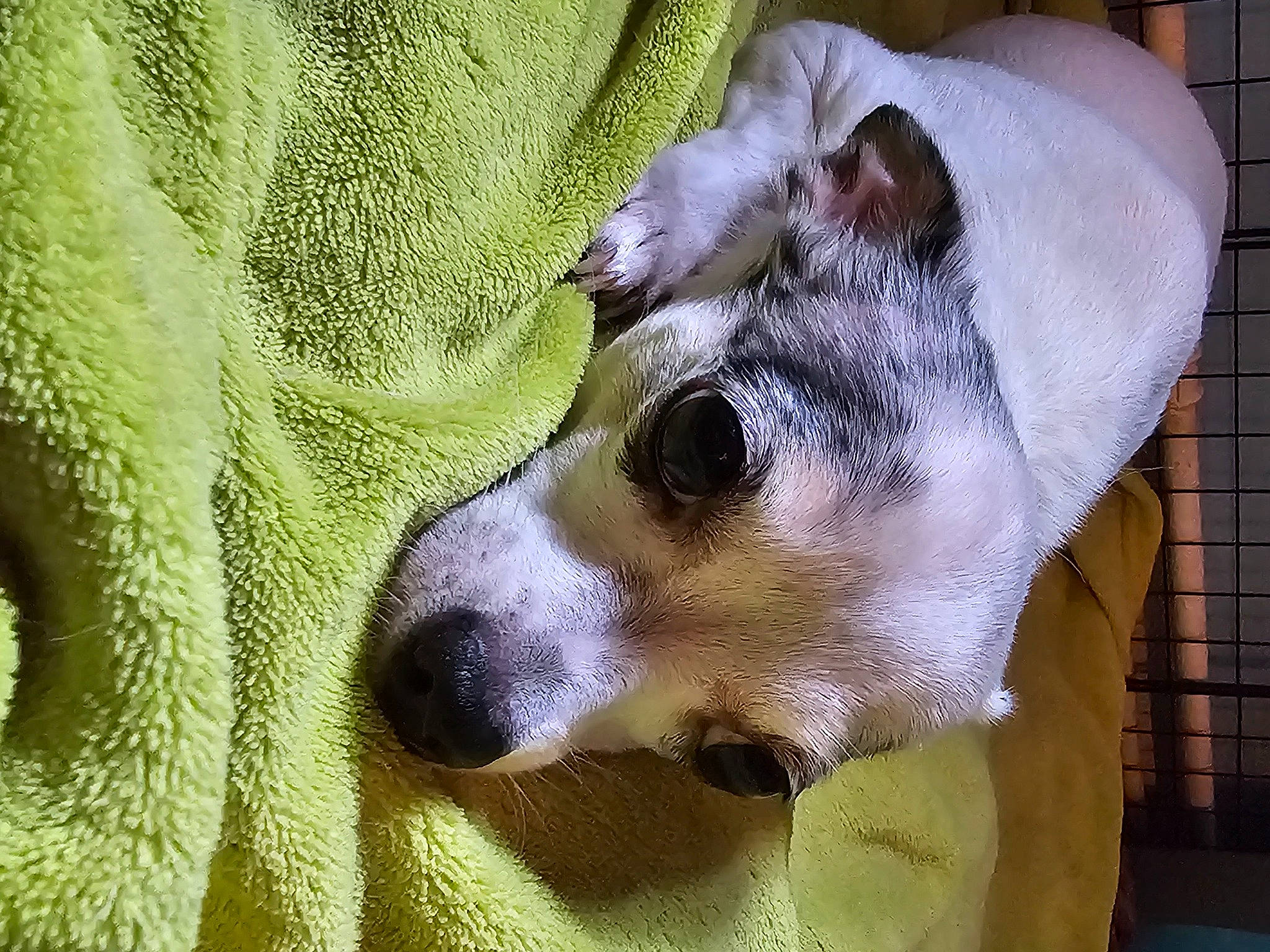 Lovely a rejoint le concours — aidez-le/la à gagner de superbes lots ! canidae, carnivore, collar, companion_dog, dog, dog_breed, dog_supply, ear, fawn, fur, linens, non_sporting_group, snout, sporting_group, terrestrial_animal, whiskers, working_animal