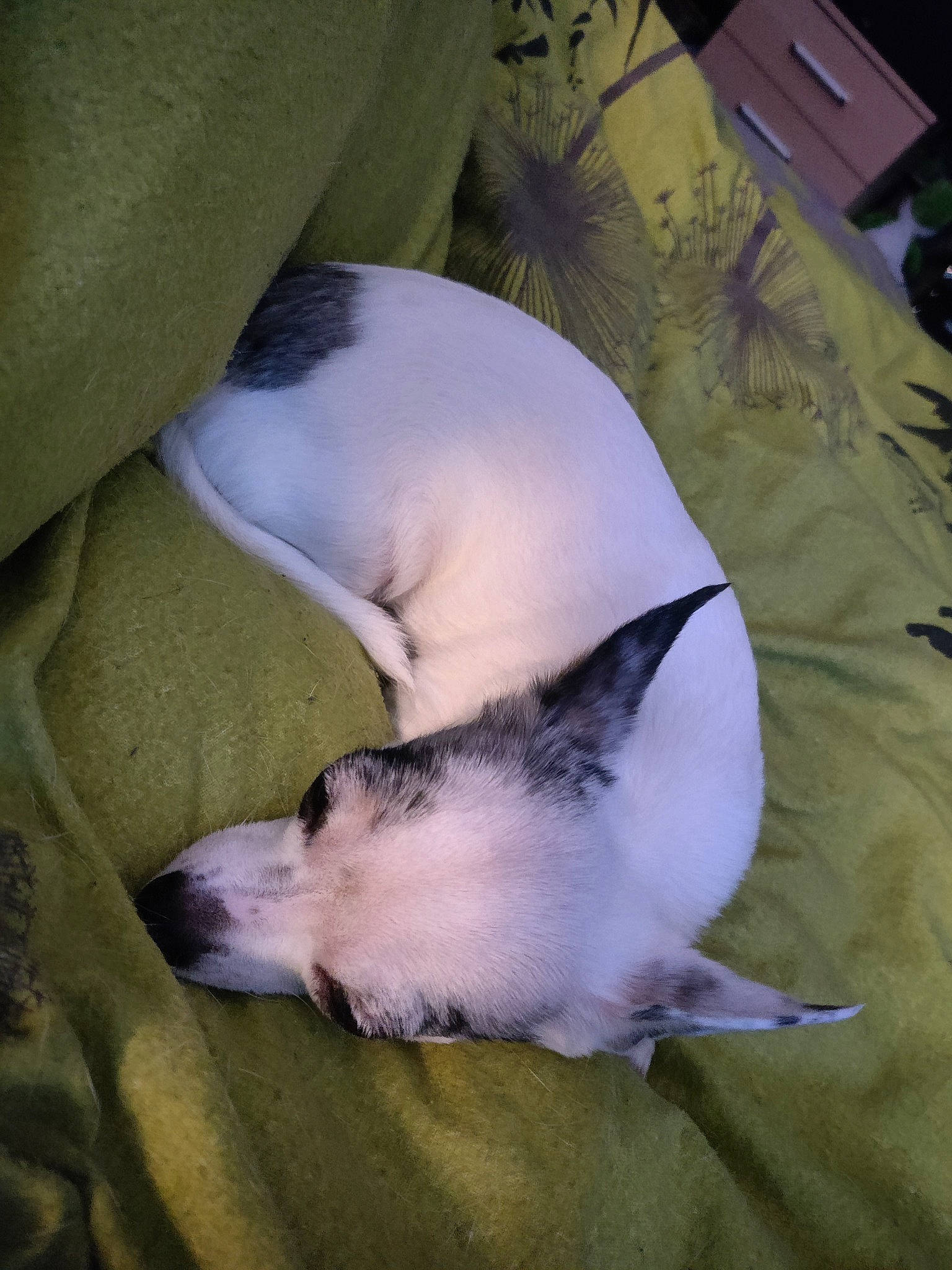 Lovely a rejoint le concours — aidez-le/la à gagner de superbes lots ! box, canidae, comfort, companion_dog, computer_keyboard, dog_breed, domestic_short_haired_cat, fawn, felidae, fur, linens, nap, paw, puppy, small_to_medium_sized_cats, snout, sporting_group, tail, toy_dog, whiskers