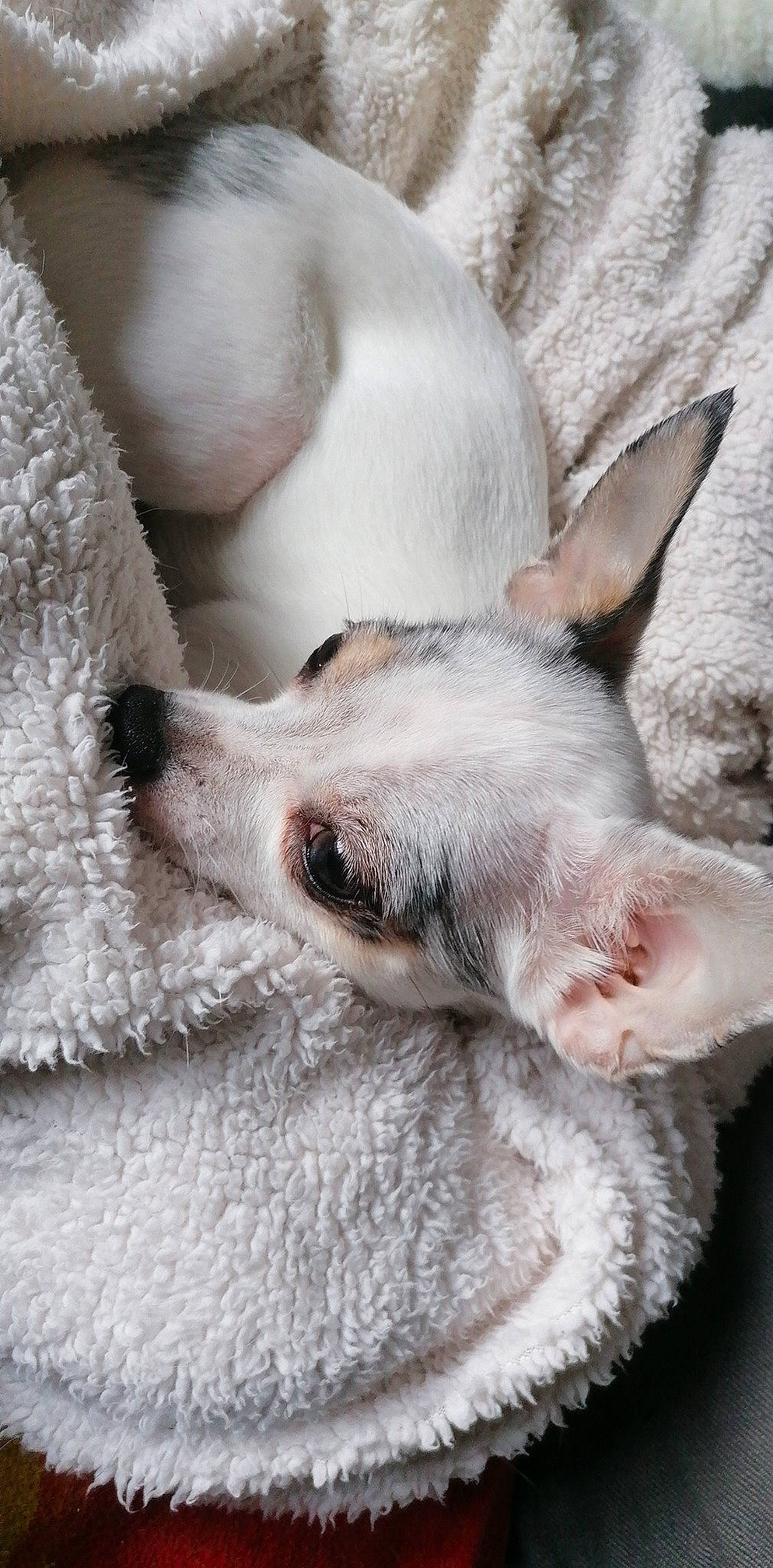 Lovely a rejoint le concours — aidez-le/la à gagner de superbes lots ! canidae, carnivore, cornish_rex, devon_rex, dog, dog_breed, ear, fawn, mammal, paw, peterbald, singapura, snout