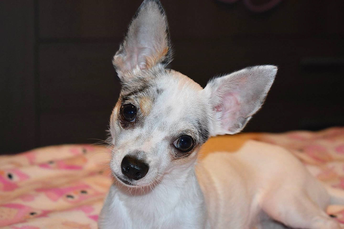 Lovely participe au concours pour gagner de l'argent avec cette photo : canidae, carnivore, chihuahua, companion_dog, dog, dog_breed, ear, mammal, miniature_fox_terrier, puppy, rat_terrier, snout, teddy_roosevelt_terrier, tenterfield_terrier, toy_dog, toy_fox_terrier, vertebrate, whiskers