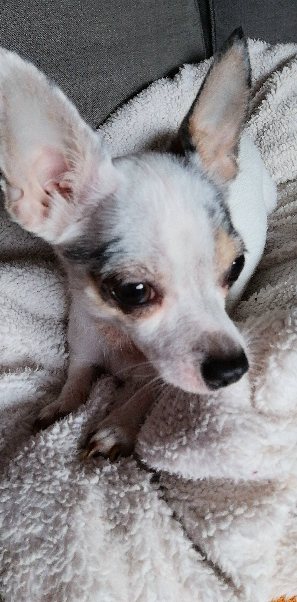 Lovely a rejoint le concours — aidez-le/la à gagner de superbes lots ! american_hairless_terrier, canidae, carnivore, chihuahua, companion_dog, corgi_chihuahua, dog, dog_breed, ear, fawn, mammal, mexican_hairless_dog, peruvian_hairless_dog, puppy, snout, toy_dog, vertebrate, whiskers