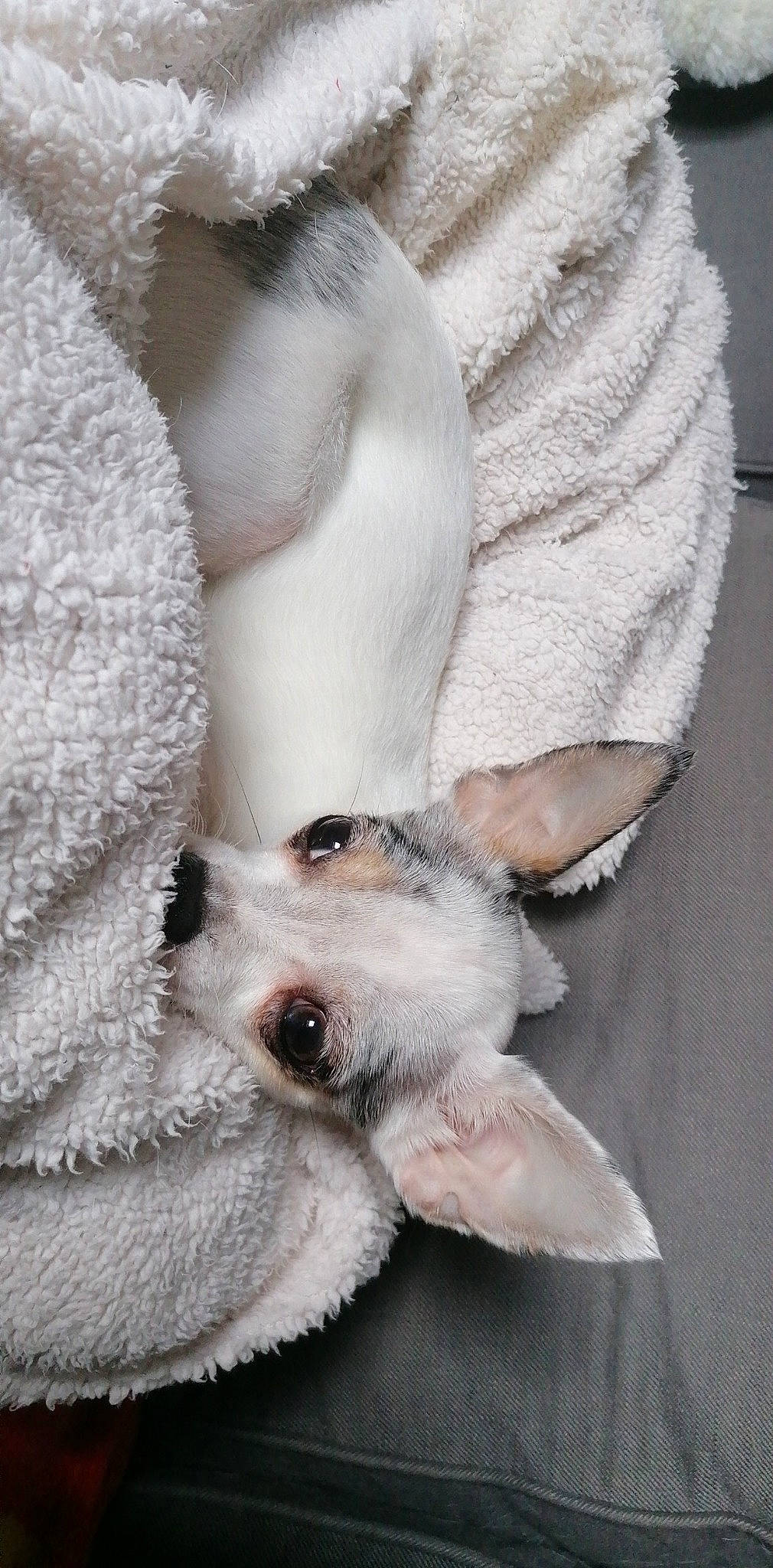 Lovely a rejoint le concours — aidez-le/la à gagner de superbes lots ! canidae, carnivore, companion_dog, dog, dog_breed, fox_terrier, fur, parson_russell_terrier, paw, puppy, puppy_love