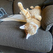 Toast joined the competition — help win amazing prizes! cat, ginger_cat, feline, pet, couch, indoor, relaxed, sleeping, paw, fur, whiskers, domestic_animal, cozy, resting, animal, furniture, brown, cute, lazy, home