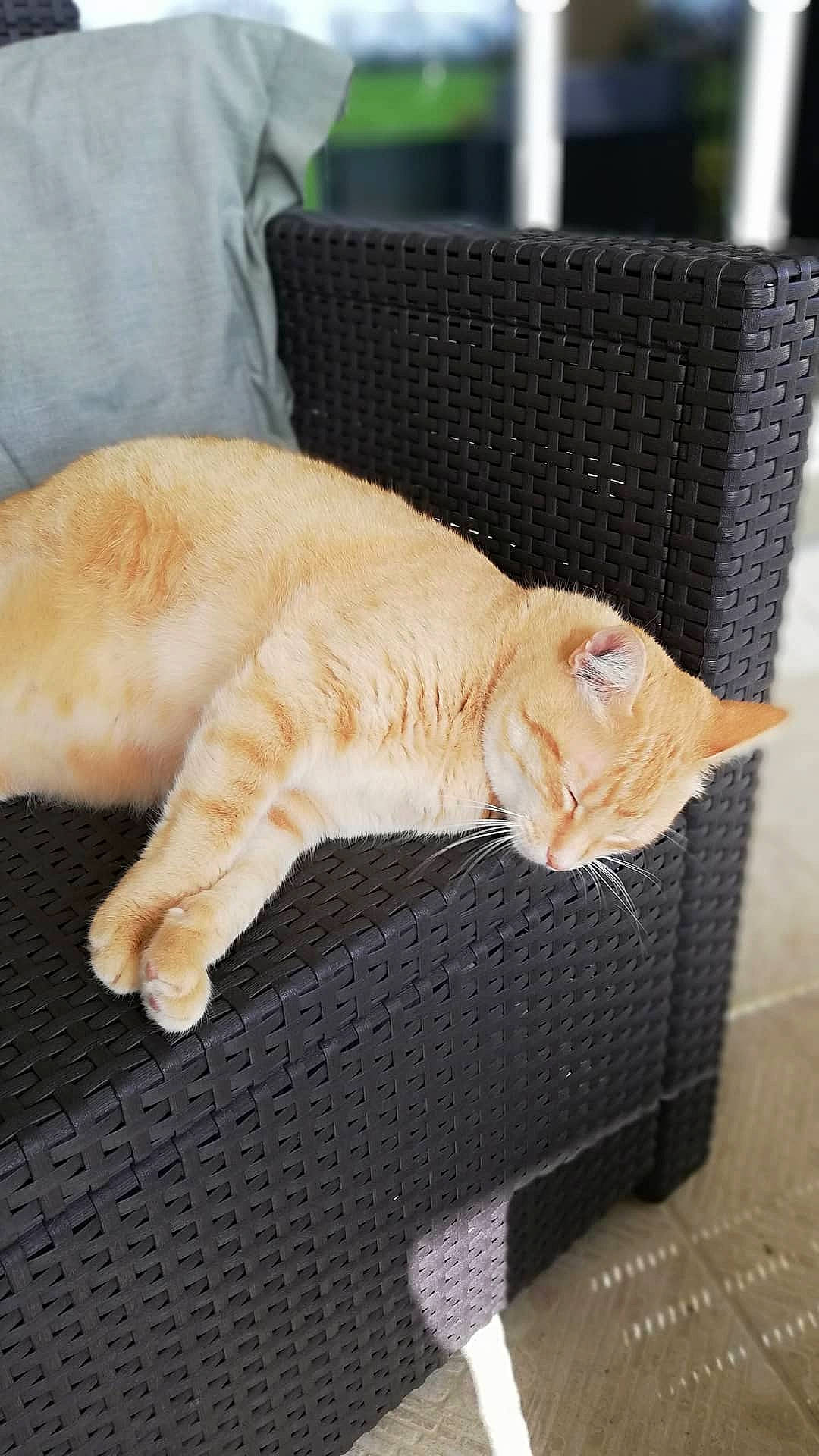 Mc Fly a rejoint le concours — aidez-le/la à gagner de superbes lots ! carnivore, cat, cat_supply, claw, comfort, domestic_short_haired_cat, fawn, felidae, fur, linens, nap, paw, pet_supply, sitting, sleep, small_to_medium_sized_cats, snout, tail, whiskers, wood