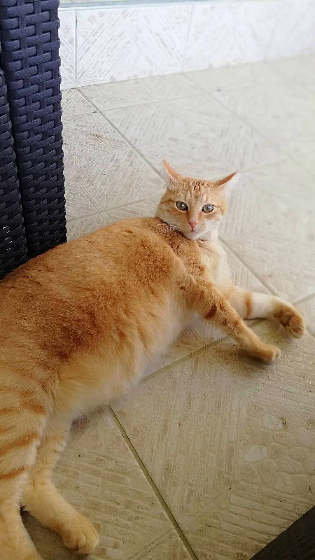 Mc Fly participe au concours pour gagner de l'argent avec cette photo : carnivore, cat, claw, comfort, domestic_short_haired_cat, fawn, felidae, flooring, foot, fur, paw, sitting, small_to_medium_sized_cats, snout, tail, terrestrial_animal, whiskers, wildlife, window, wood