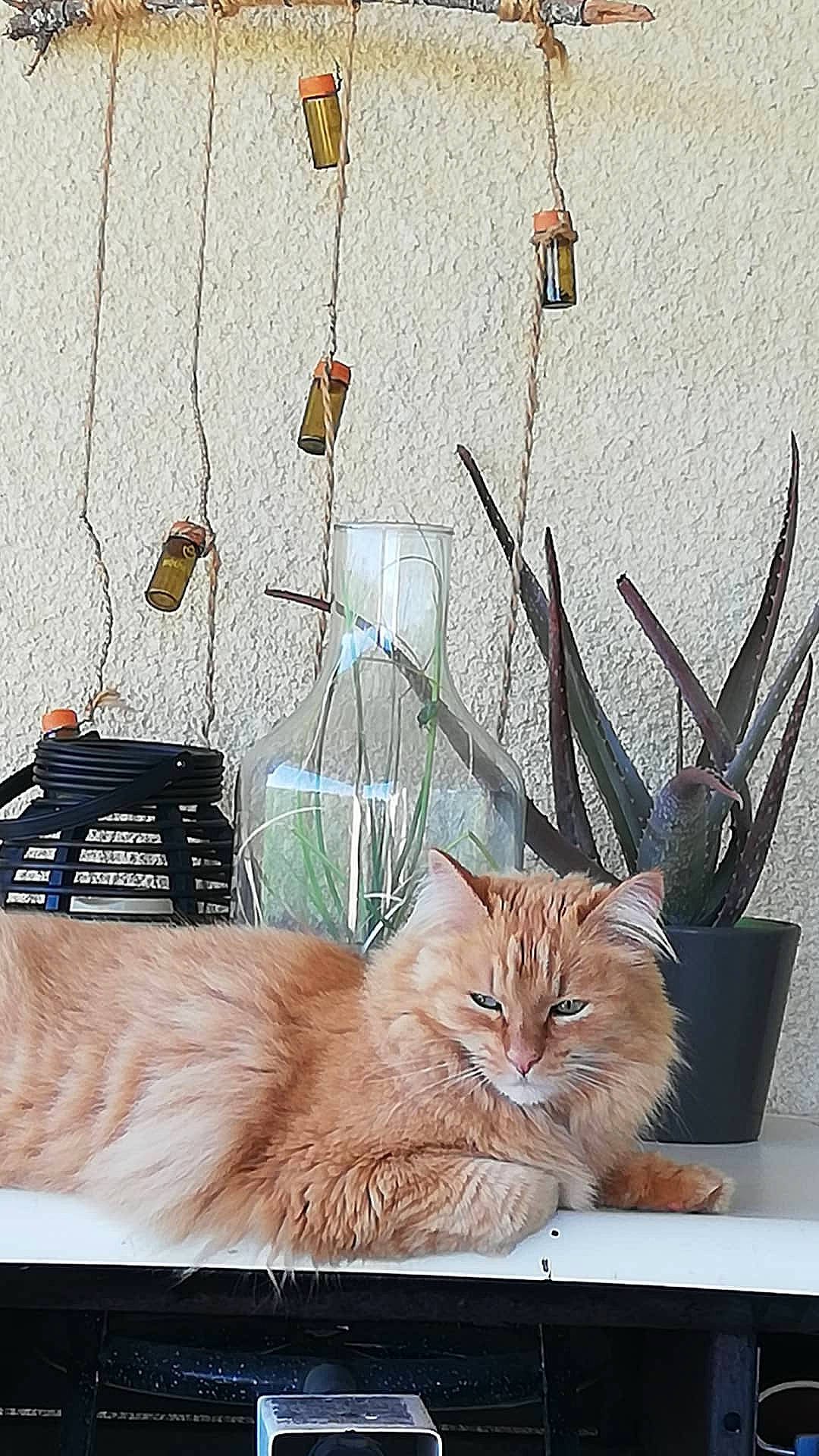 Muesli participe au concours pour gagner de l'argent avec cette photo : carnivore, cat, domestic_short_haired_cat, fawn, felidae, flowerpot, fur, houseplant, line, photograph, plant, rectangle, room, small_to_medium_sized_cats, still_life_photography, tail, twig, whiskers, window, wood