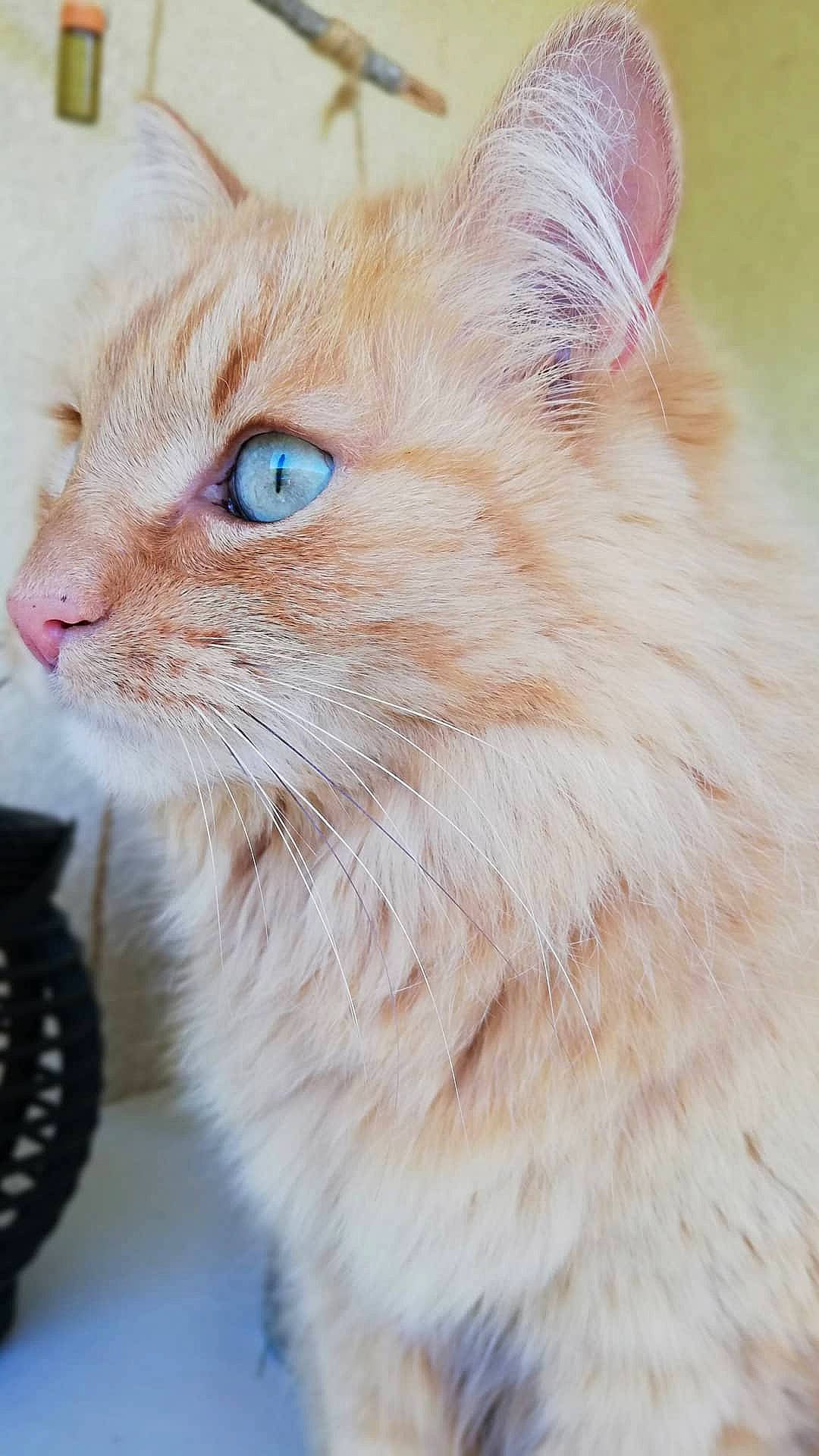 Muesli participe au concours pour gagner de l'argent avec cette photo : british_longhair, carnivore, cat, claw, domestic_short_haired_cat, eye, fawn, felidae, fur, gesture, kitchen_utensil, paw, remote_control, small_to_medium_sized_cats, snout, tableware, terrestrial_animal, whiskers, window