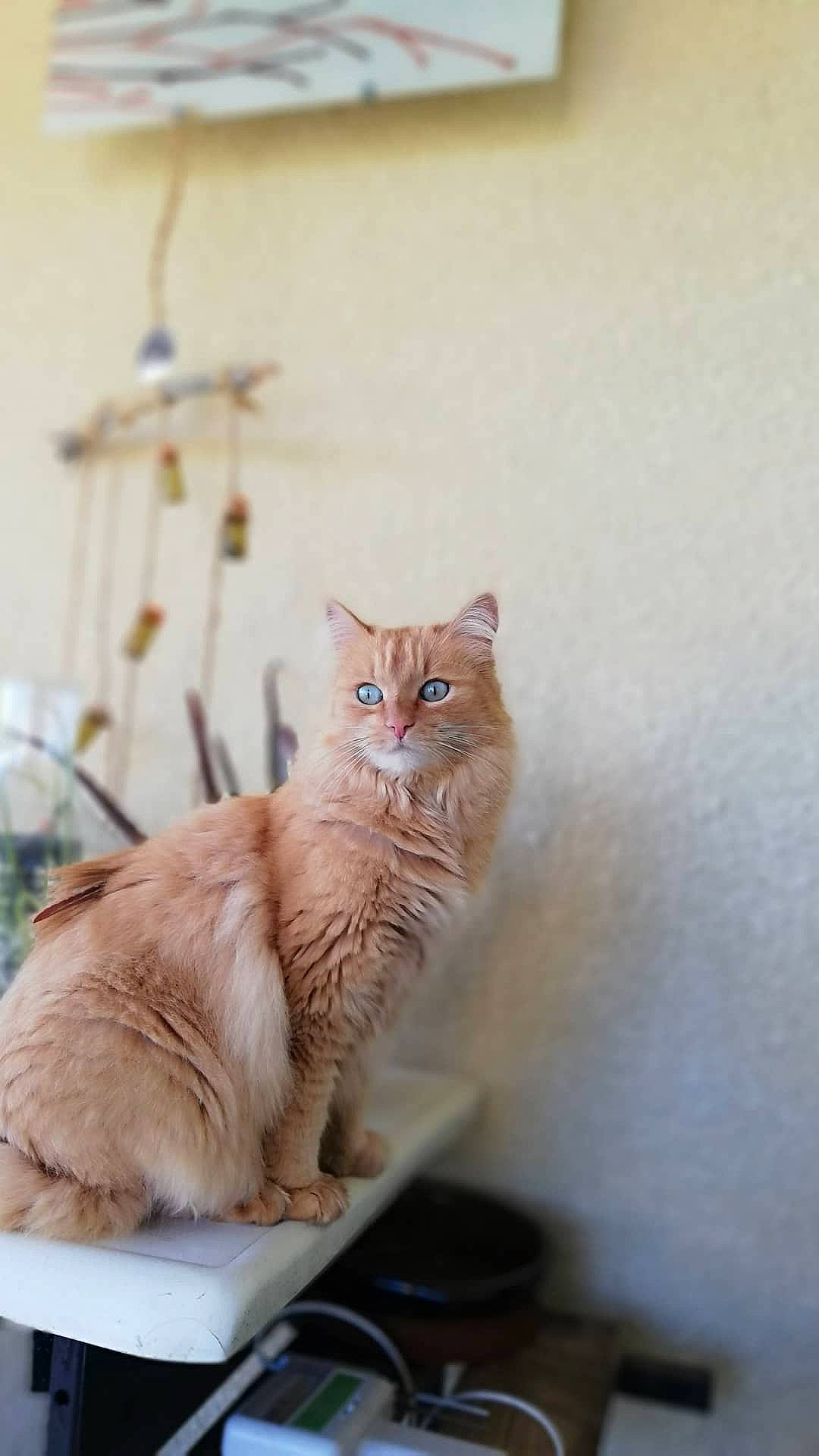 Muesli participe au concours pour gagner de l'argent avec cette photo : carnivore, cat, claw, comfort, domestic_short_haired_cat, fawn, felidae, flooring, fur, hardwood, paw, plant, sitting, small_to_medium_sized_cats, snout, tail, terrestrial_animal, whiskers, window, wood
