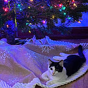 Rexy joined the competition — help win amazing prizes! cat, black_and_white, christmas_tree, tree_skirt, snowflake_pattern, colorful_lights, candy_cane, floor, indoor, holiday, festive, pet, animal, cozy, relaxed, decoration, pine_tree, wood_floor, lighting, ornament