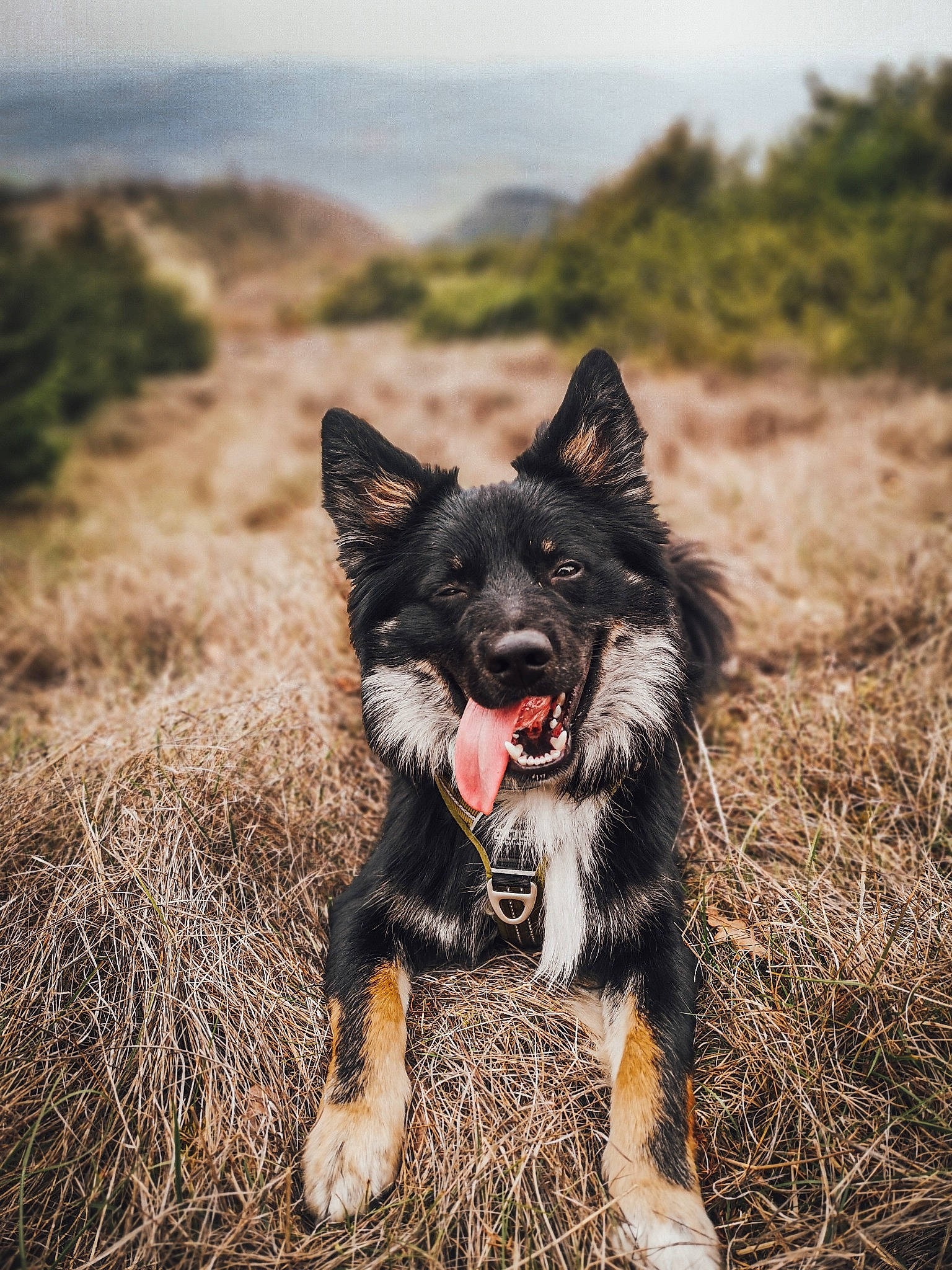 Looki participe au concours pour gagner de l'argent avec cette photo : australian_cattle_dog, canidae, carnivore, cloud, companion_dog, dog, dog_breed, eye, fur, grass, herding_dog, plant, sky, snout, soil, sporting_group, terrestrial_animal, walking, working_animal, working_dog