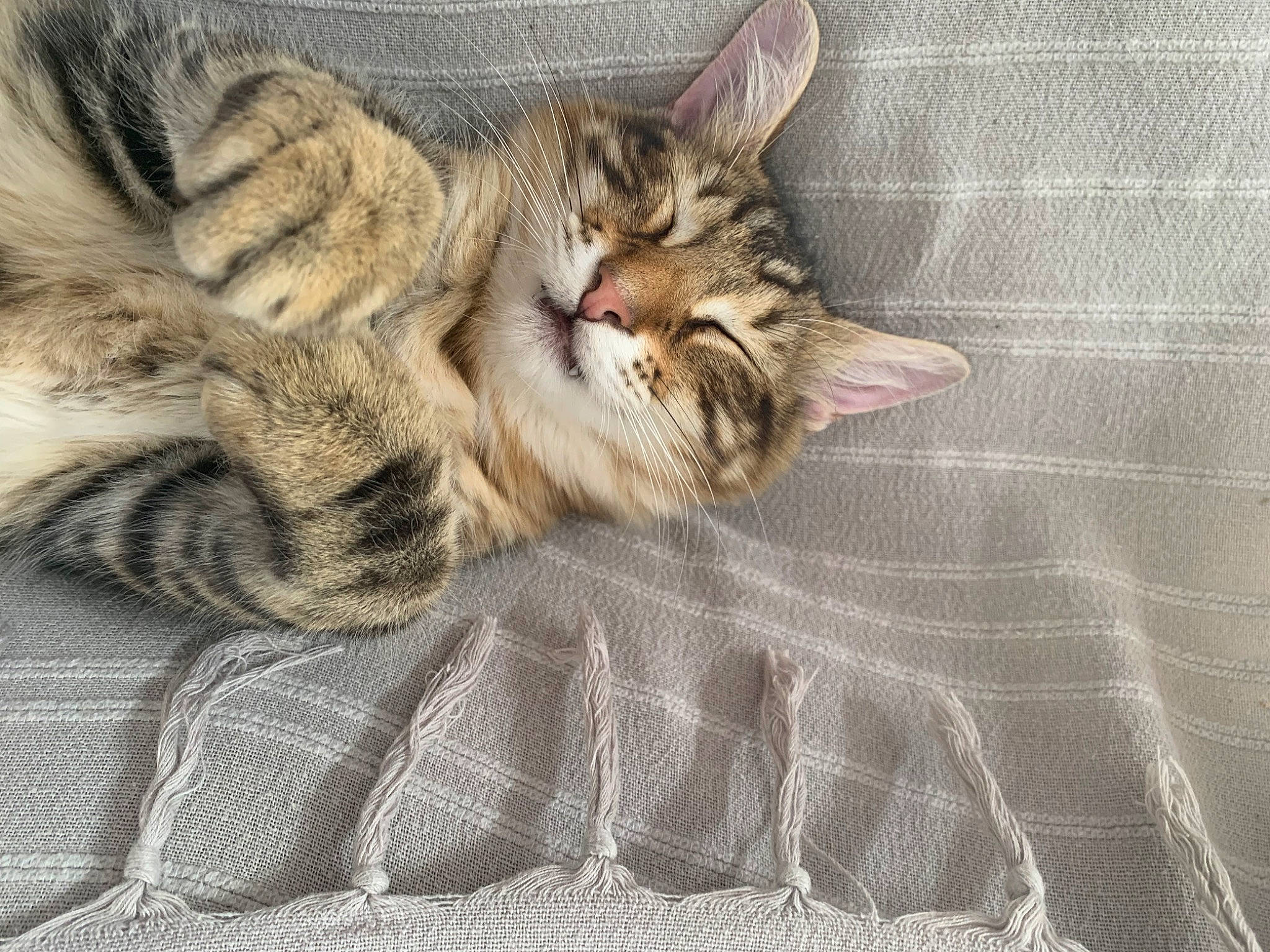 Attila participe au concours pour gagner de l'argent avec cette photo : carnivore, cat, claw, comfort, domestic_short_haired_cat, fawn, felidae, fur, grey, nap, pattern, paw, sleep, small_to_medium_sized_cats, snout, tail, terrestrial_animal, whiskers