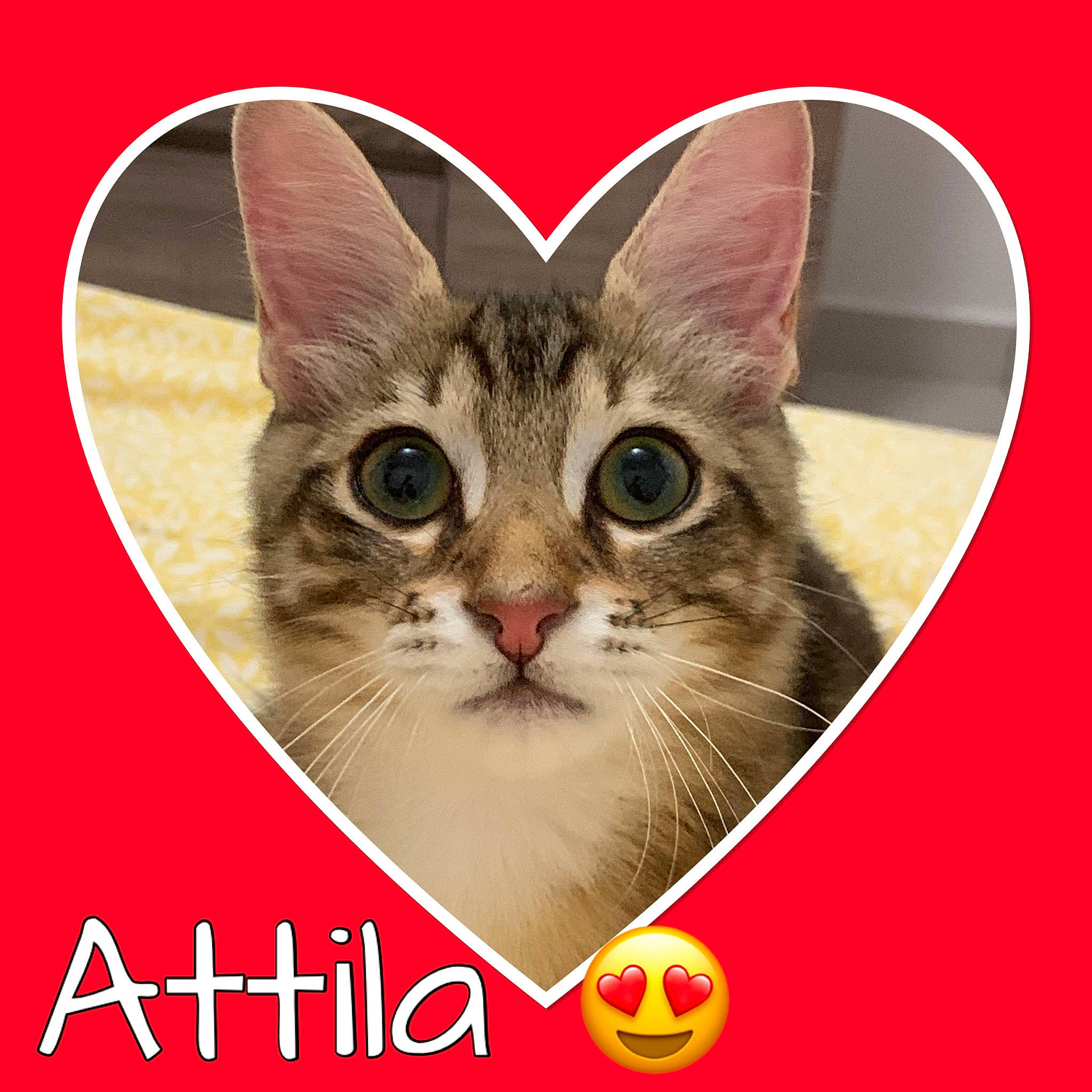 Attila participe au concours pour gagner de l'argent avec cette photo : art, box, carnivore, cat, cat_supply, domestic_short_haired_cat, felidae, font, fur, graphics, illustration, paw, pet_supply, photo_caption, puzzle, small_to_medium_sized_cats, snout, tail, whiskers