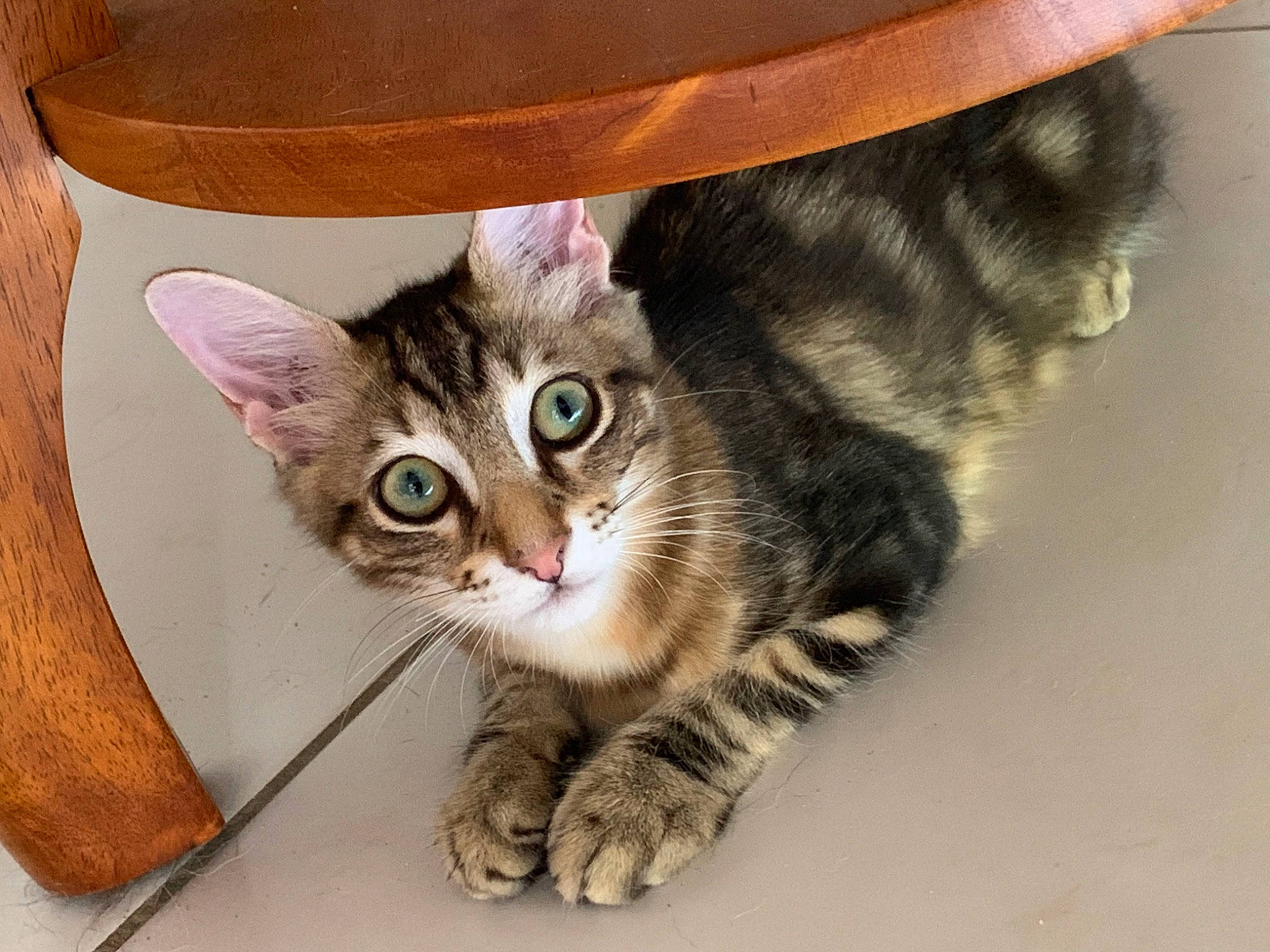 Attila participe au concours pour gagner de l'argent avec cette photo : carnivore, cat, cat_bed, cat_supply, claw, comfort, costume_hat, domestic_short_haired_cat, fashion_accessory, fedora, felidae, fur, hat, paw, pet_supply, small_to_medium_sized_cats, snout, sun_hat, tail, whiskers