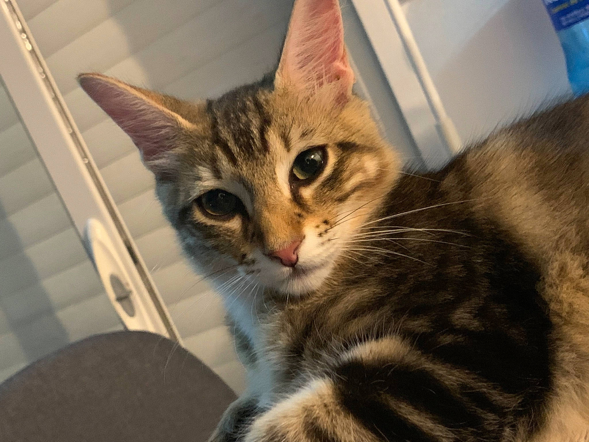 Attila participe au concours pour gagner de l'argent avec cette photo : carnivore, cat, claw, comfort, domestic_short_haired_cat, felidae, fur, paw, sitting, small_to_medium_sized_cats, snout, tail, terrestrial_animal, whiskers, window