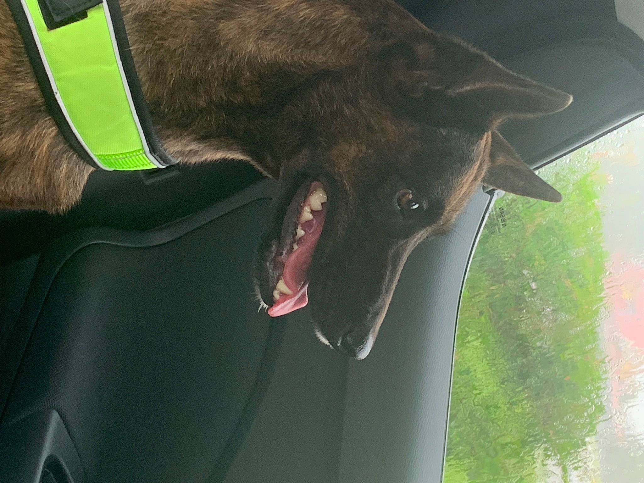 ésa a rejoint le concours — aidez-le/la à gagner de superbes lots ! canidae, carnivore, collar, dog_breed, fang, felidae, fur, grass, guard_dog, jaw, liver, small_to_medium_sized_cats, snout, sporting_group, tail, terrestrial_animal, whiskers, wildlife, working_animal