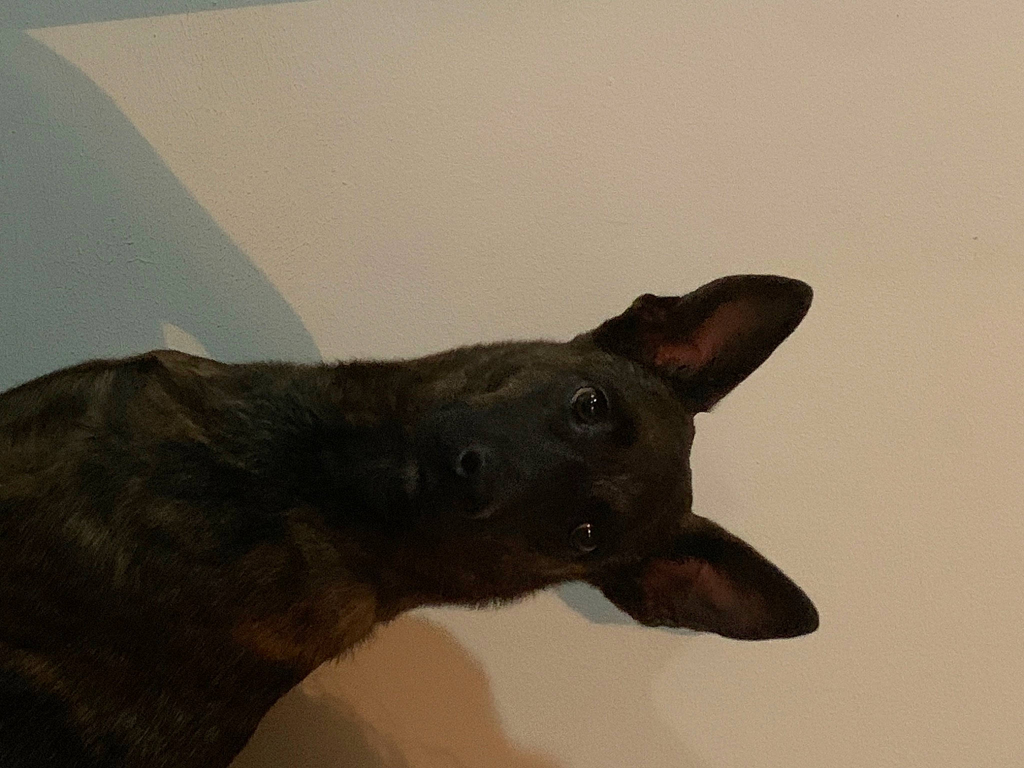 ésa a rejoint le concours — aidez-le/la à gagner de superbes lots ! canidae, carnivore, dog, dog_breed, ear, fawn, non_sporting_group, snout, sporting_group, terrestrial_animal, whiskers, working_animal