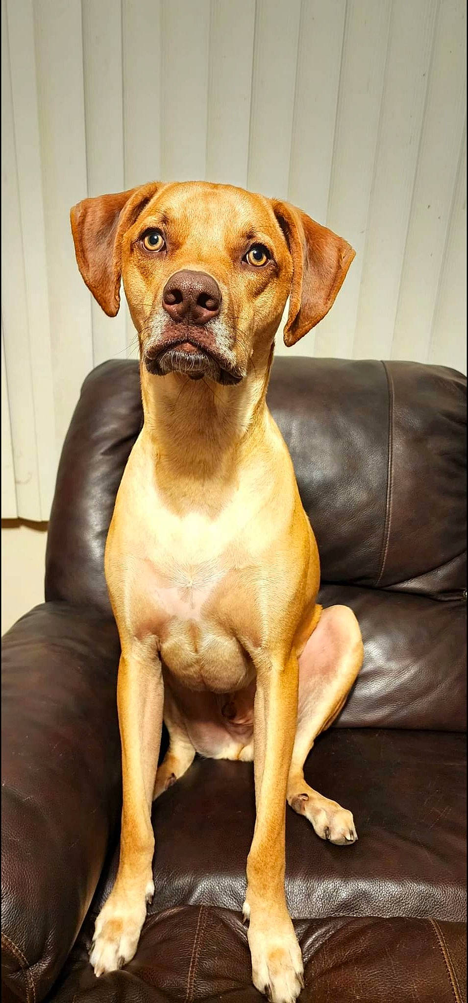 Scooby is registered to the contest to win money with this photo: art, canidae, carnivore, companion_dog, dog, dog_breed, dog_collar, eye, fawn, fur, gun_dog, hat, hunting_dog, liver, pet_supply, snout, sporting_group, terrestrial_animal, whiskers, working_animal