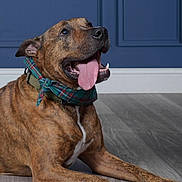 Roman joined the competition — help win amazing prizes! bandana, blue_wall, brindle, canine, collar, dog, domestic_animal, ears, floor, fur, happy, indoor, laying_down, muzzle, panting, paw, pet, portrait, relaxed, tongue_out