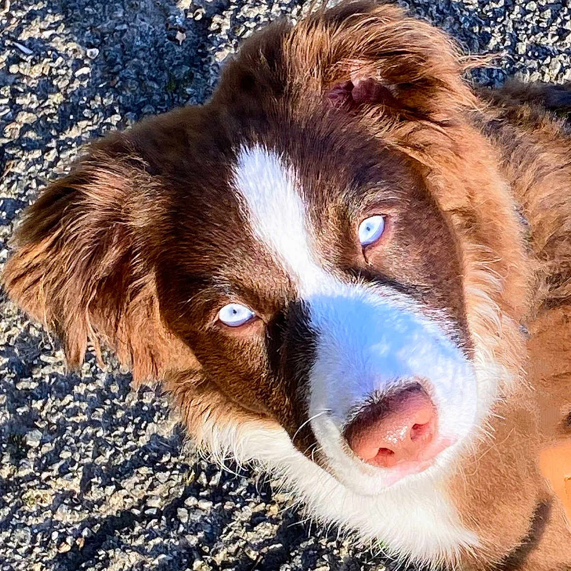 Aegon participe au concours pour gagner de l'argent avec cette photo : animal, blue_eyes, brown_fur, canine, close_up, daylight, dog, ears, expressive_eyes, fur, gravel, looking_up, nature, outdoor, pet, portrait, shadow, snout, sunlight, white_fur