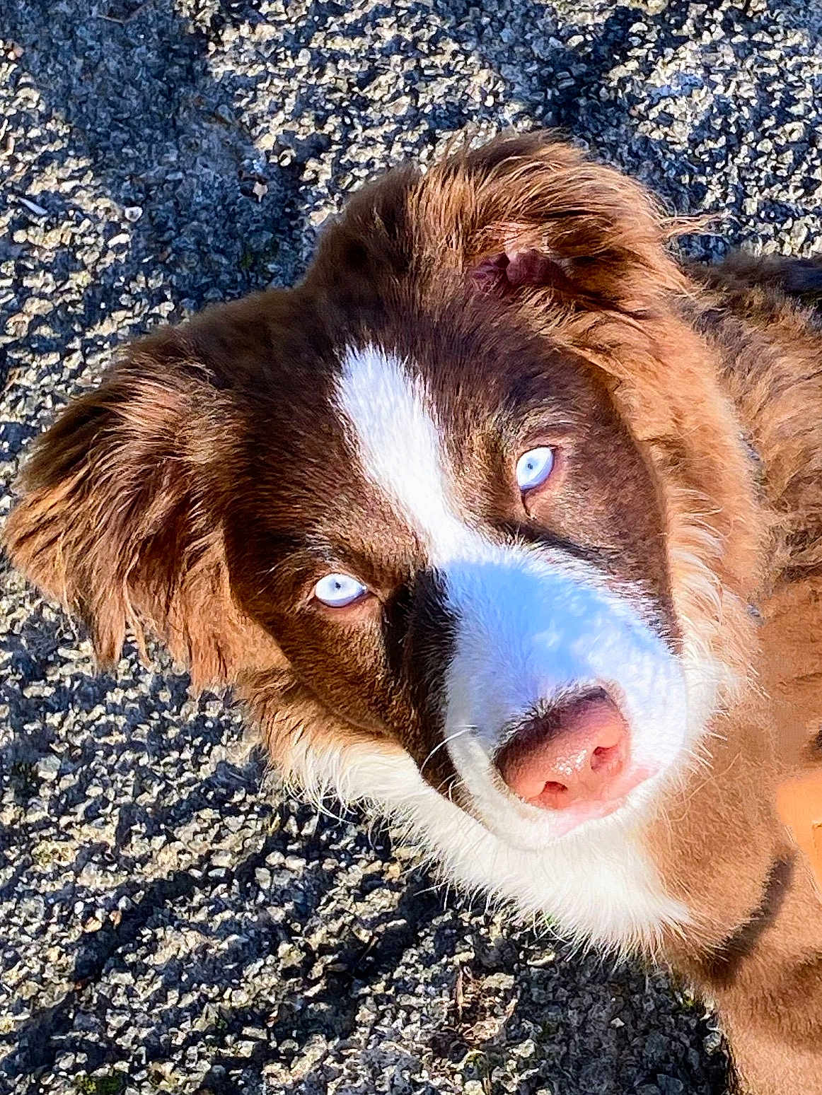 Aegon participe au concours pour gagner de l'argent avec cette photo : dog, close_up, brown_fur, white_fur, blue_eyes, outdoor, sunlight, shadow, gravel, pet, animal, canine, portrait, fur, snout, ears, nature, daylight, expressive_eyes, looking_up