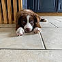 Aegon a rejoint le concours — aidez-le/la à gagner de superbes lots ! puppy, dog, blue_eyes, brown_fur, white_paws, tile_floor, indoor, furniture, cabinet, wood, cute, pet, animal, laying_down, curious, young_dog, close_up, floor_tiles, home, domestic
