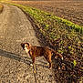 dog, leash, path, countryside, grass, trees, field, rural, sunlight, daytime, walking, outdoor, nature, village, sky, road, animal, pet, brown, white