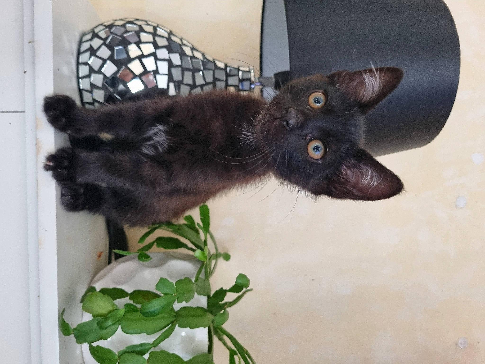 Joy participe au concours pour gagner de l'argent avec cette photo : black_cat, bombay, carnivore, cat, cat_supply, claw, domestic_short_haired_cat, felidae, fur, havana_brown, pet_supply, plant, small_to_medium_sized_cats, snout, tail, terrestrial_animal, whiskers, window