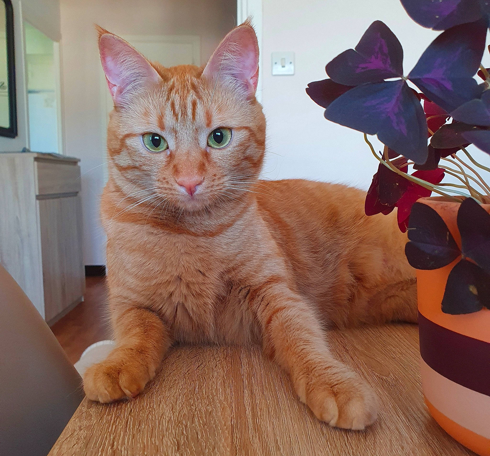 Reese a rejoint le concours — aidez-le/la à gagner de superbes lots ! carmine, carnivore, cat, comfort, domestic_short_haired_cat, fawn, felidae, foot, fur, home_appliance, kitchen_appliance, mammal, paw, small_to_medium_sized_cats, snout, tail, television, terrestrial_animal, whiskers, window