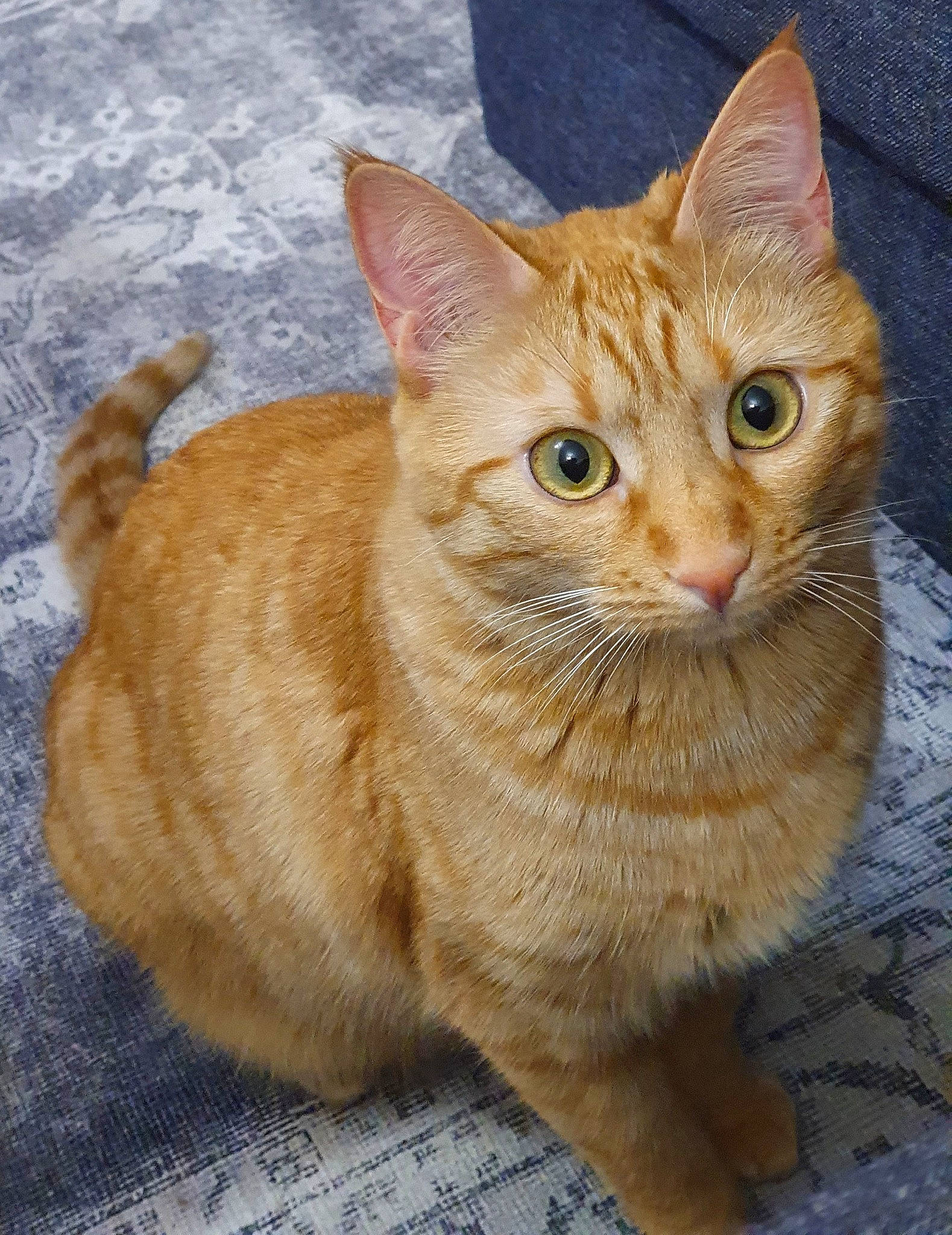 Reese participe au concours pour gagner de l'argent avec cette photo : art, carnivore, cat, claw, domestic_short_haired_cat, eye, fawn, felidae, fur, iris, paw, sitting, small_to_medium_sized_cats, snout, tail, terrestrial_animal, whiskers, wildlife, window, wood