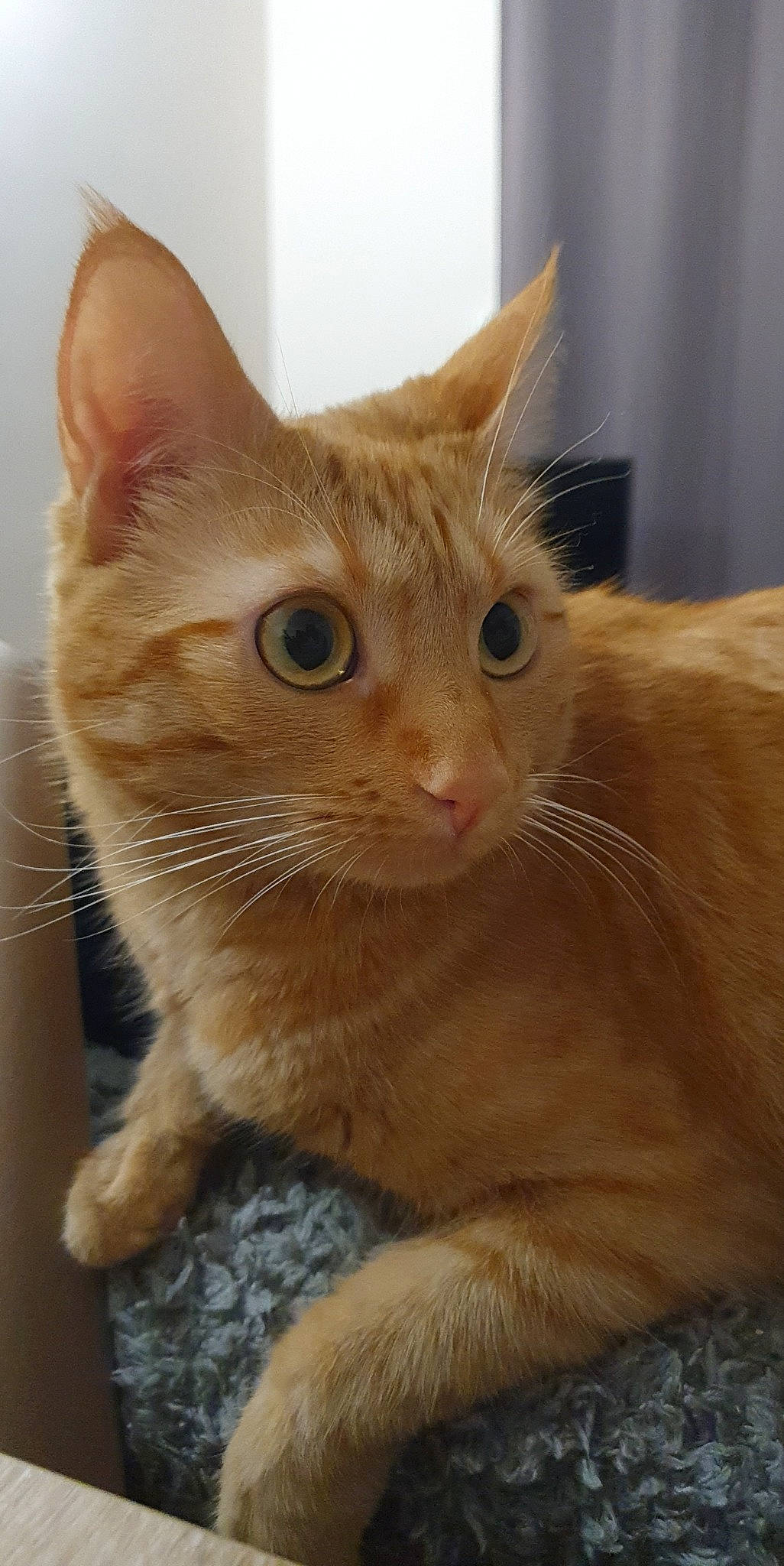 Reese participe au concours pour gagner de l'argent avec cette photo : carnivore, cat, claw, comfort, domestic_short_haired_cat, ear, fawn, felidae, fur, iris, paw, small_to_medium_sized_cats, snout, tail, whiskers, window