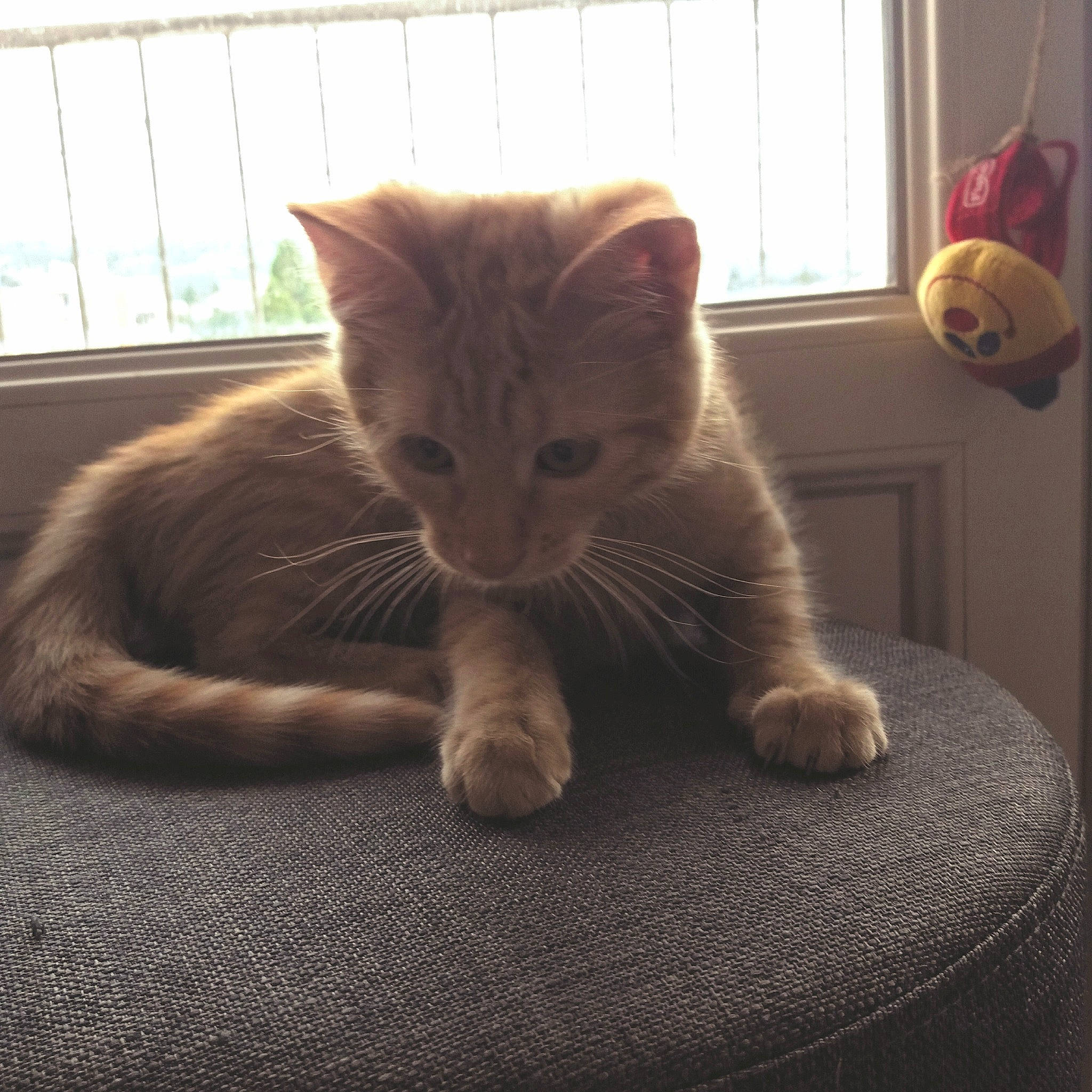 Reese a rejoint le concours — aidez-le/la à gagner de superbes lots ! carnivore, cat, claw, comfort, domestic_short_haired_cat, eye, fawn, felidae, floor, flooring, fur, hardwood, human_leg, paw, small_to_medium_sized_cats, snout, tail, whiskers, window, wood