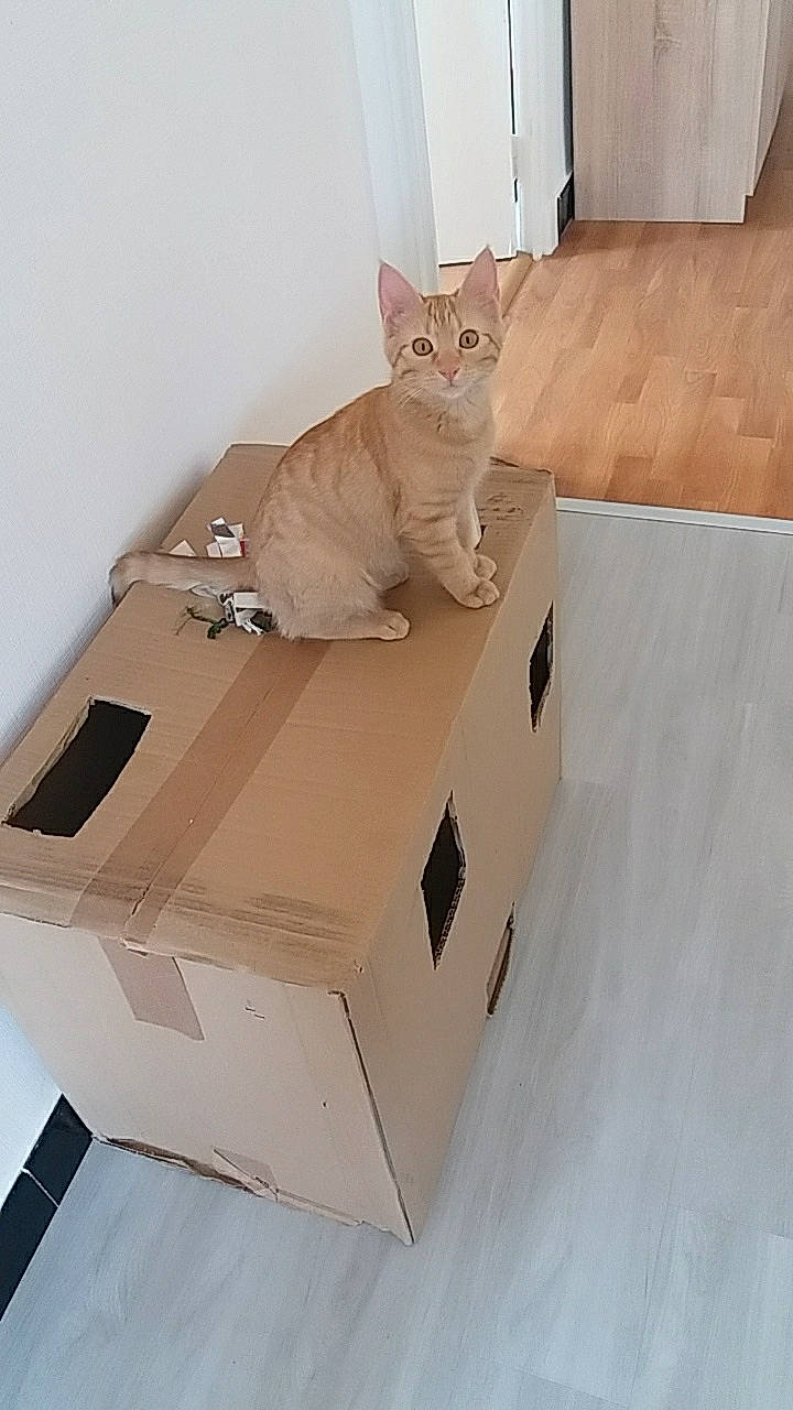 Reese participe au concours pour gagner de l'argent avec cette photo : beige, box, cardboard, carnivore, carton, cat, comfort, domestic_short_haired_cat, felidae, package_delivery, packaging_and_labeling, packing_materials, paper_product, pet_supply, plywood, shipping_box, small_to_medium_sized_cats, tail, whiskers, wood