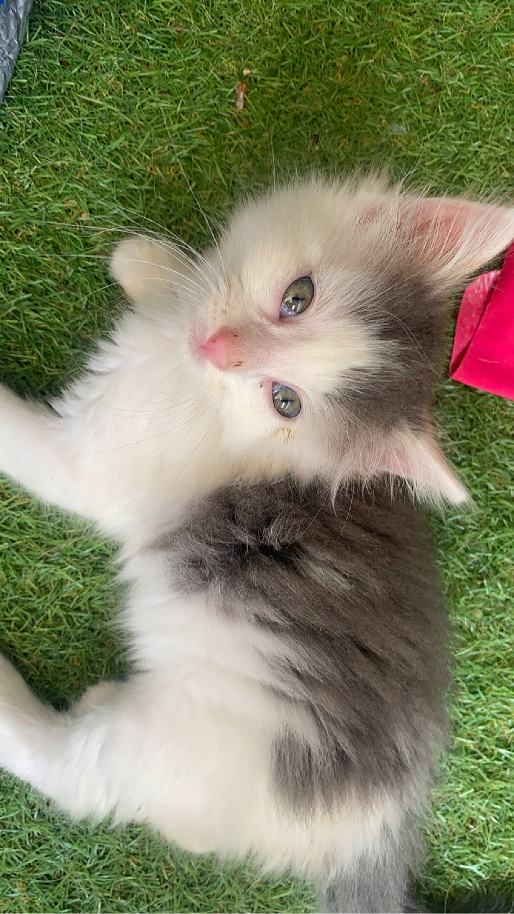 Tonnerre a rejoint le concours — aidez-le/la à gagner de superbes lots ! british_longhair, carnivore, cat, claw, felidae, fur, grass, groundcover, plant, small_to_medium_sized_cats, snout, tail, terrestrial_animal, whiskers